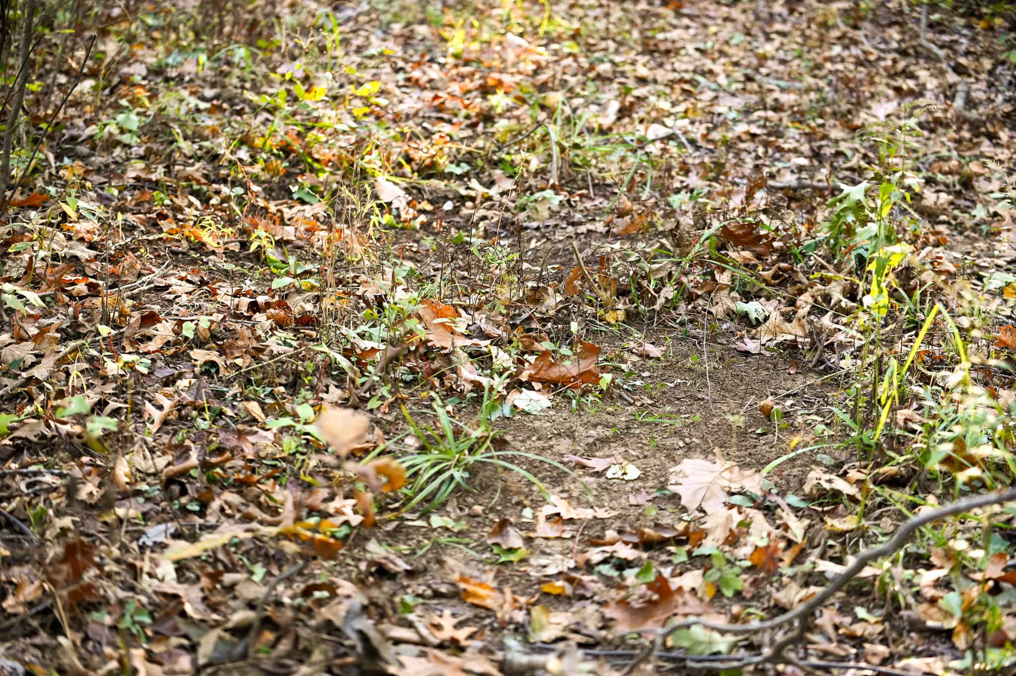 Wooded land 45.26+ Acres
