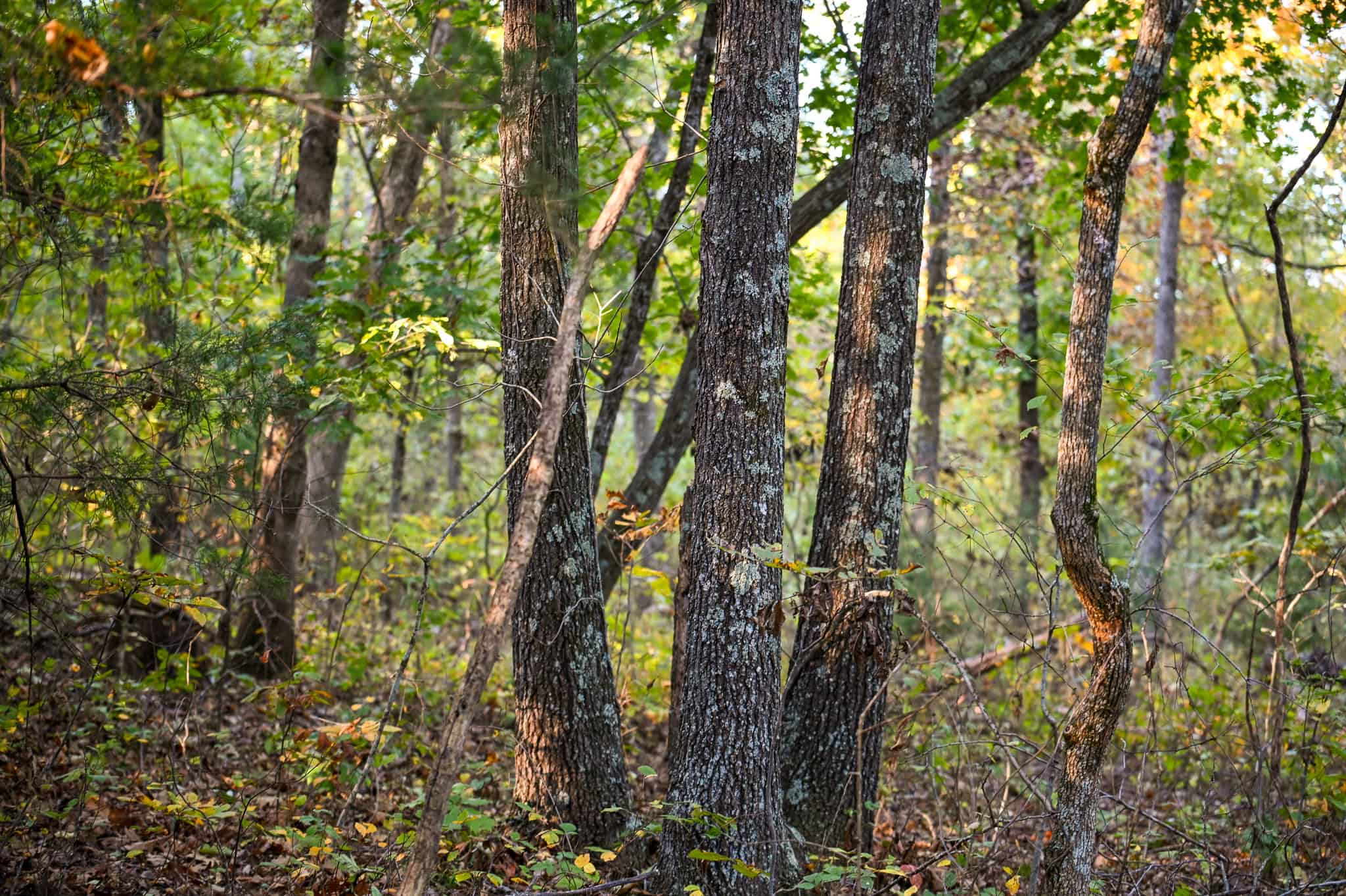 Wooded land 45.26+ Acres