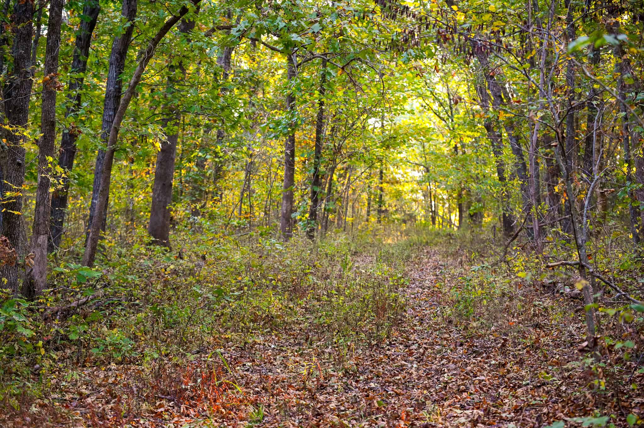 Wooded land 45.26+ Acres