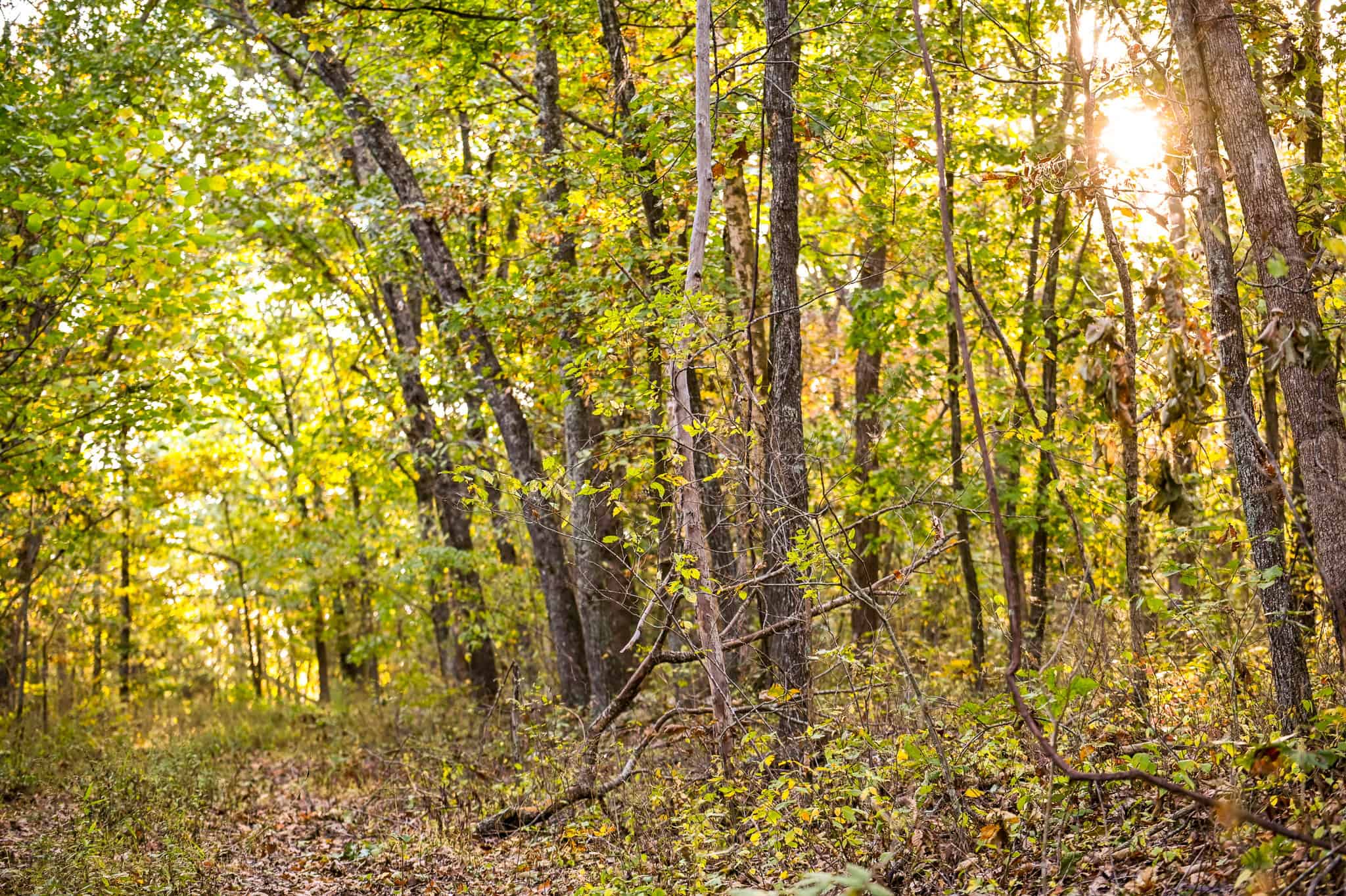 Wooded land 45.26+ Acres