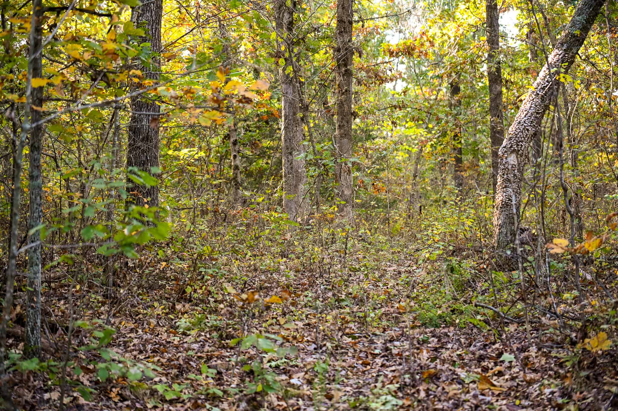 Wooded land 45.26+ Acres