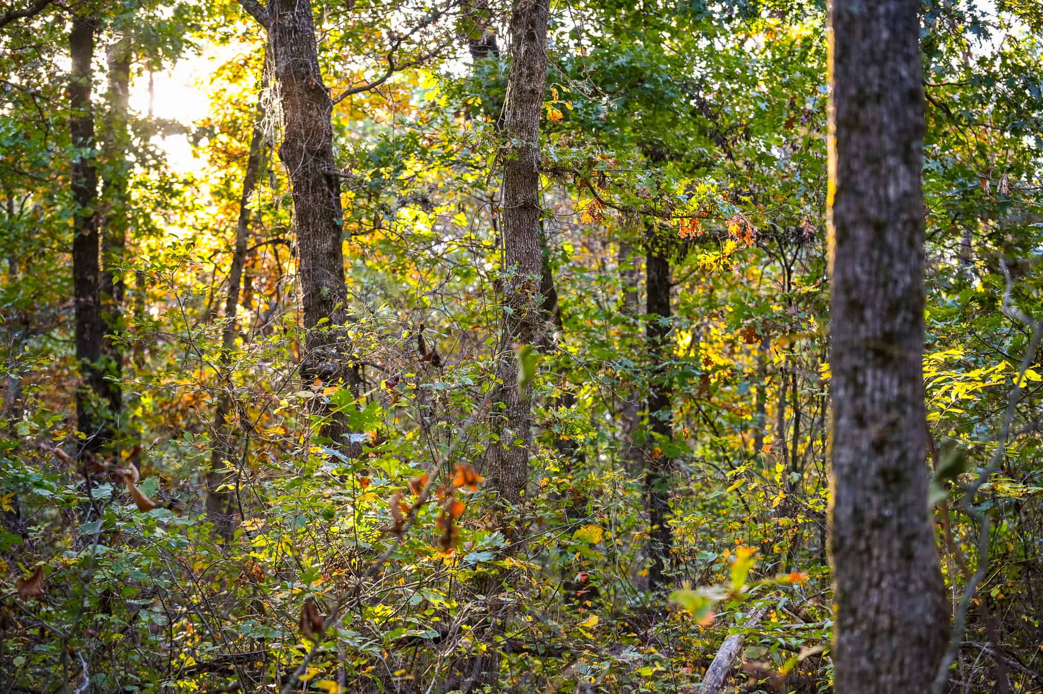 Wooded land 45.26+ Acres