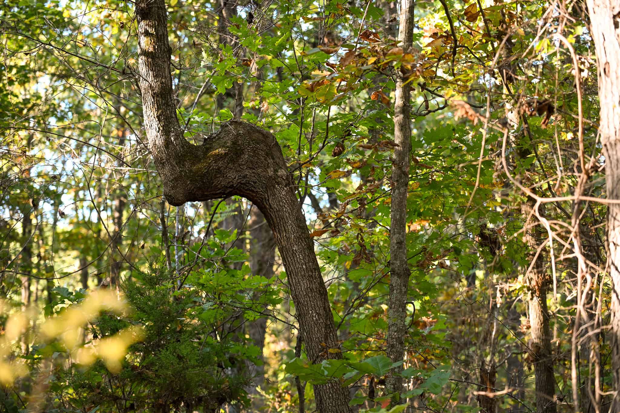 Wooded land 45.26+ Acres