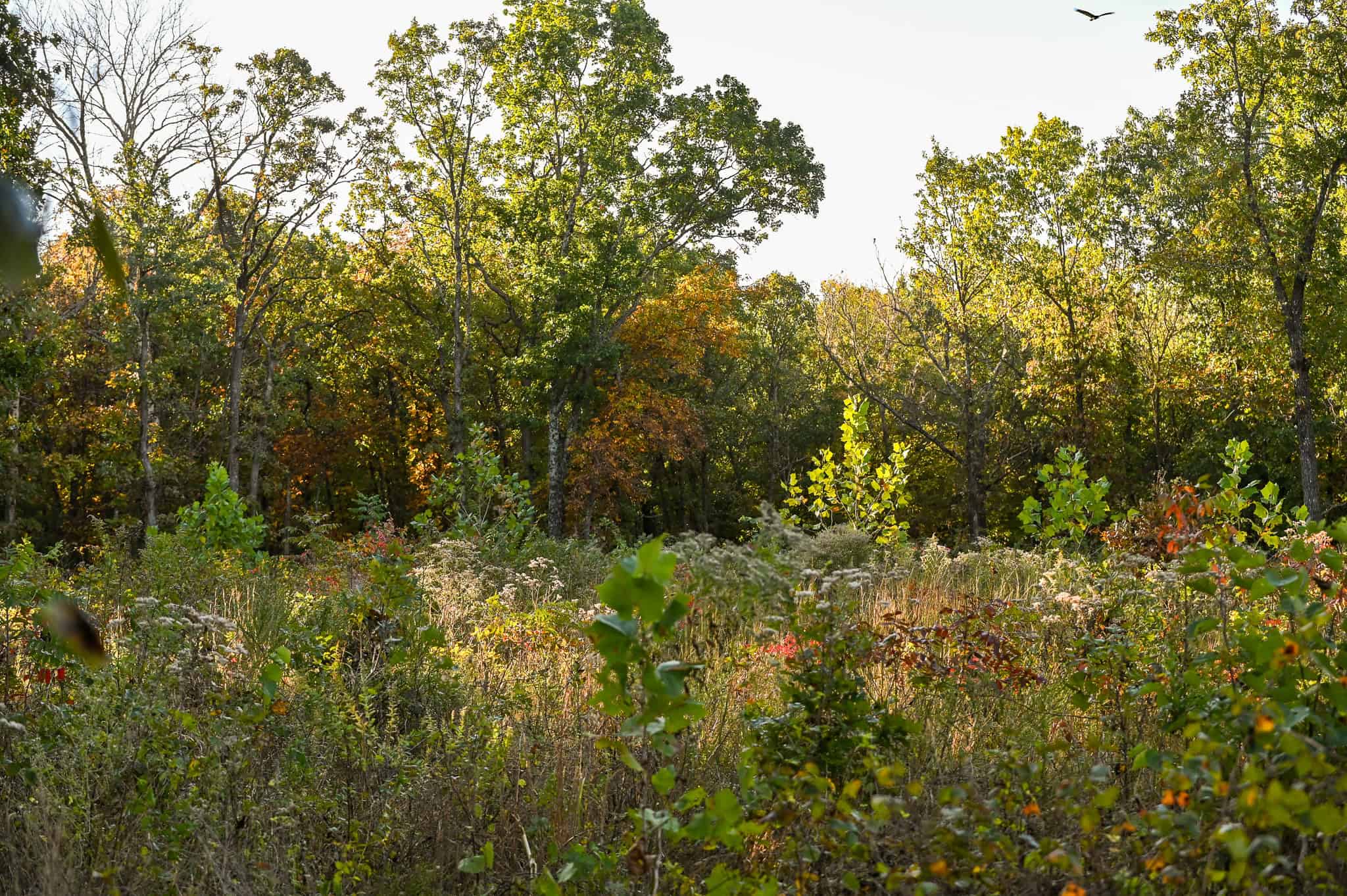 Wooded land 45.26+ Acres