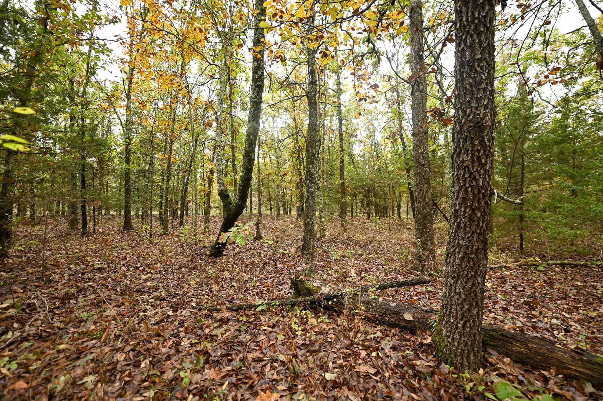 Peaceful Ozark Retreat on 7± Acres
