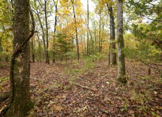 Peaceful Ozark Retreat on 7± Acres