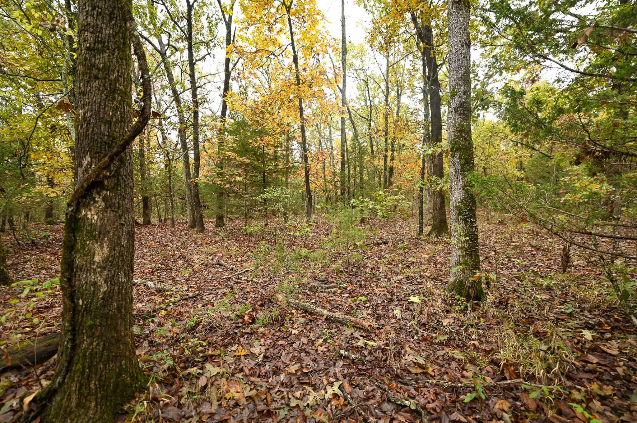 Peaceful Ozark Retreat on 7± Acres