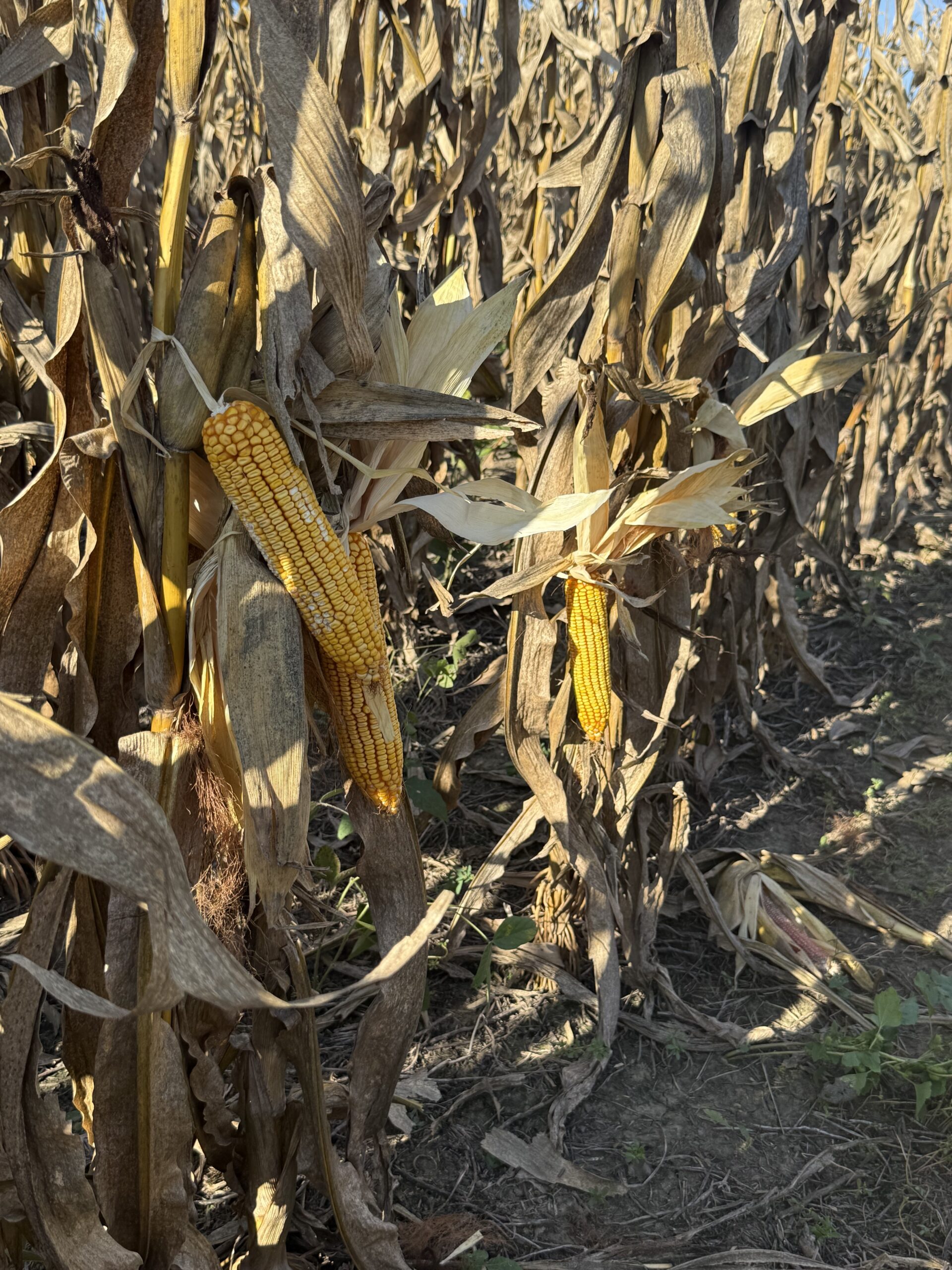 65.5 Acres in Decatur County – Hunting, Income & Build Potential