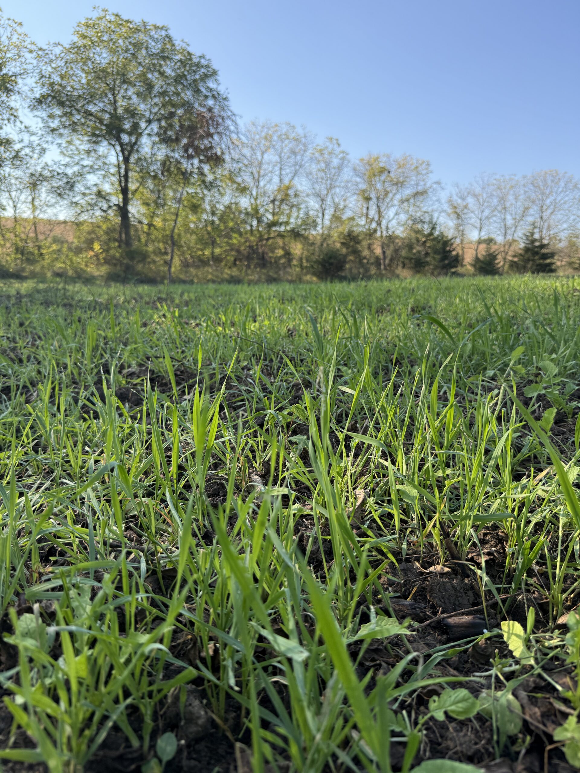 65.5 Acres in Decatur County – Hunting, Income & Build Potential