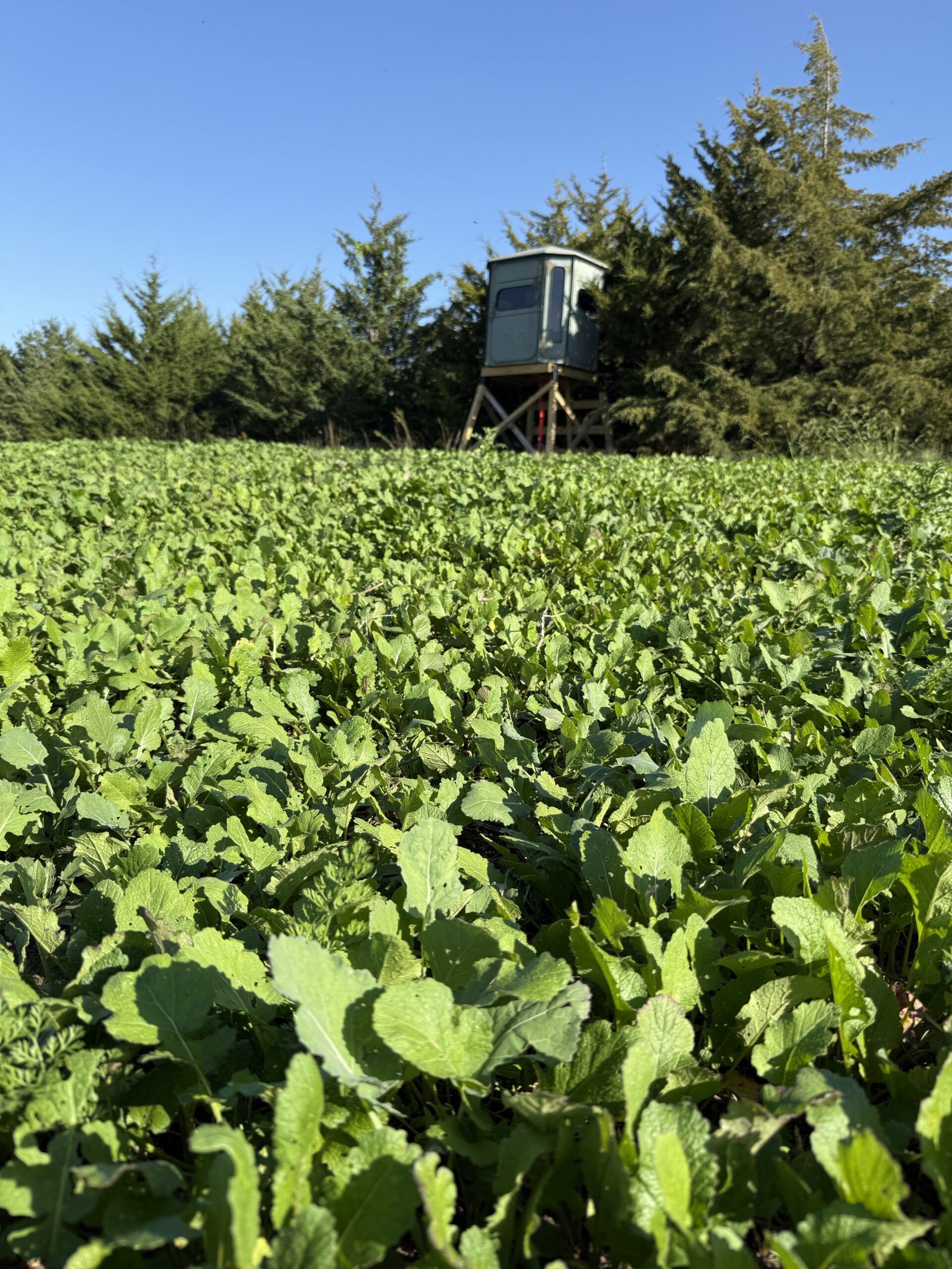 65.5 Acres in Decatur County – Hunting, Income & Build Potential