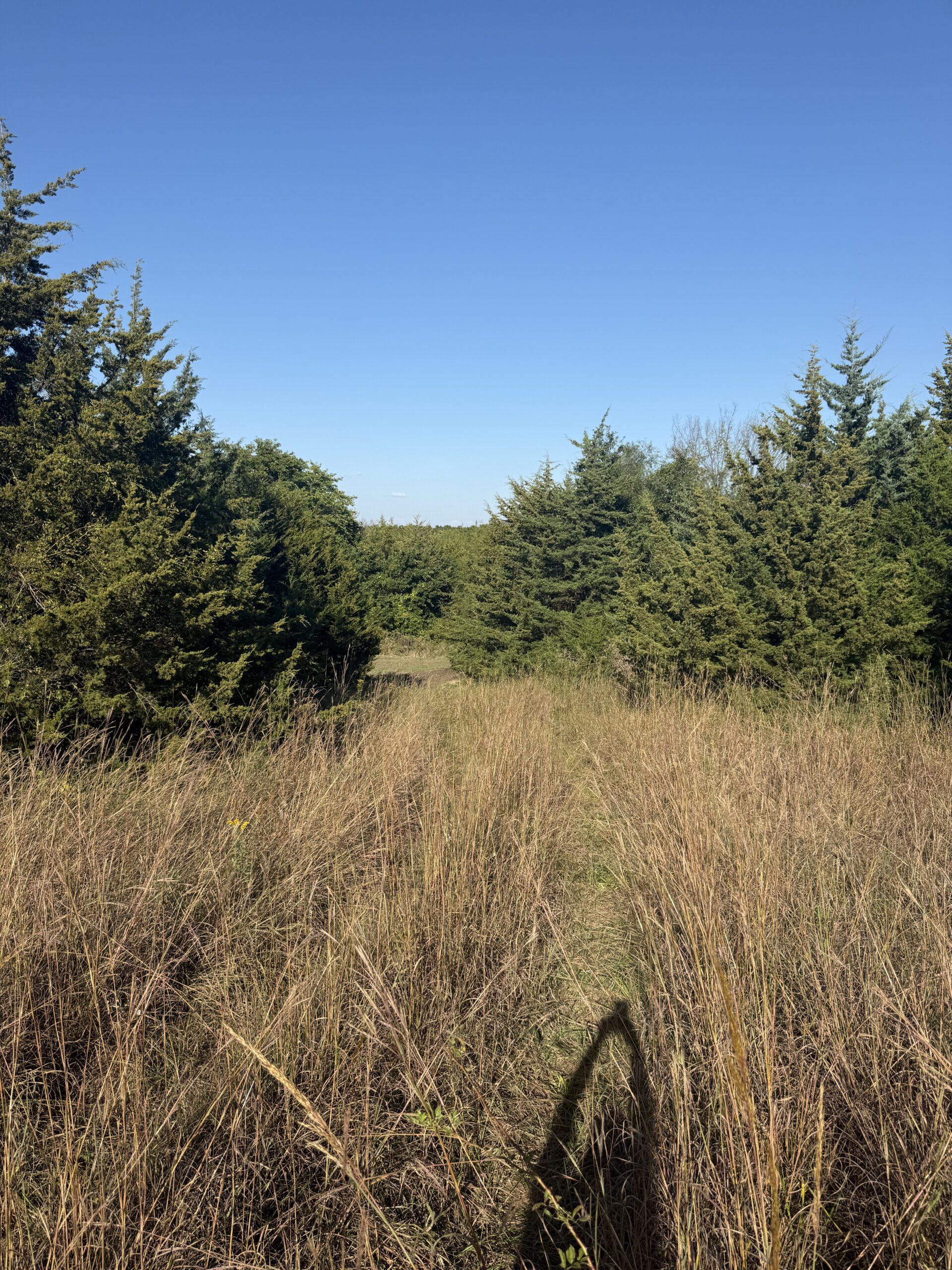 65.5 Acres in Decatur County – Hunting, Income & Build Potential