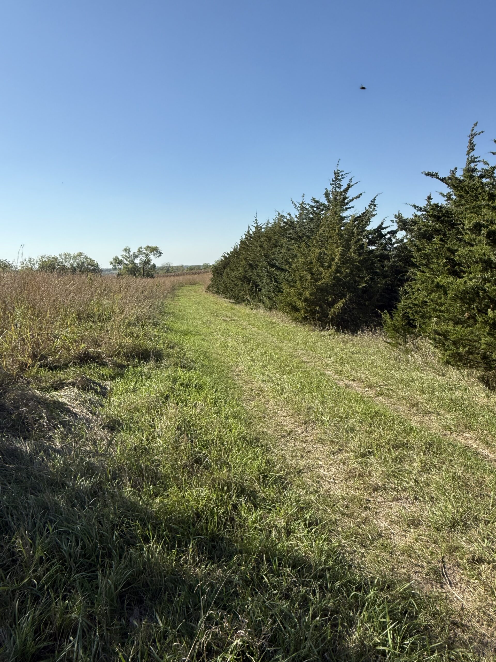 65.5 Acres in Decatur County – Hunting, Income & Build Potential