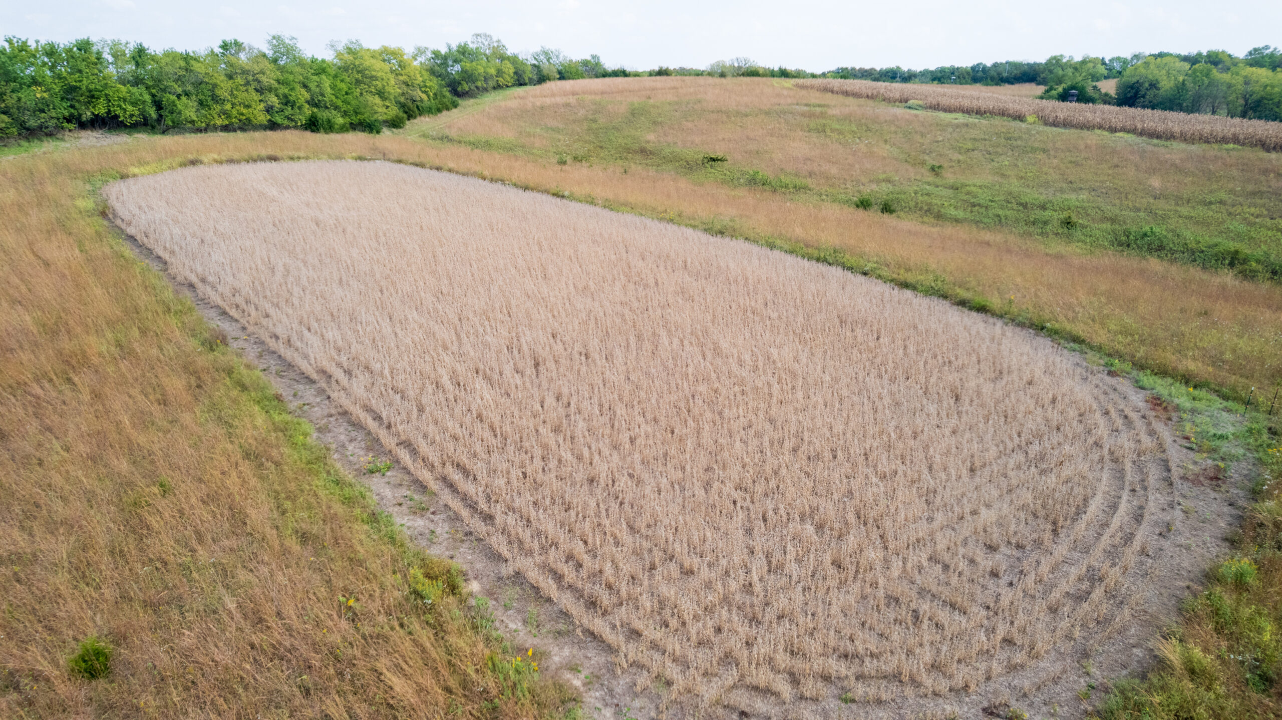65.5 Acres in Decatur County – Hunting, Income & Build Potential