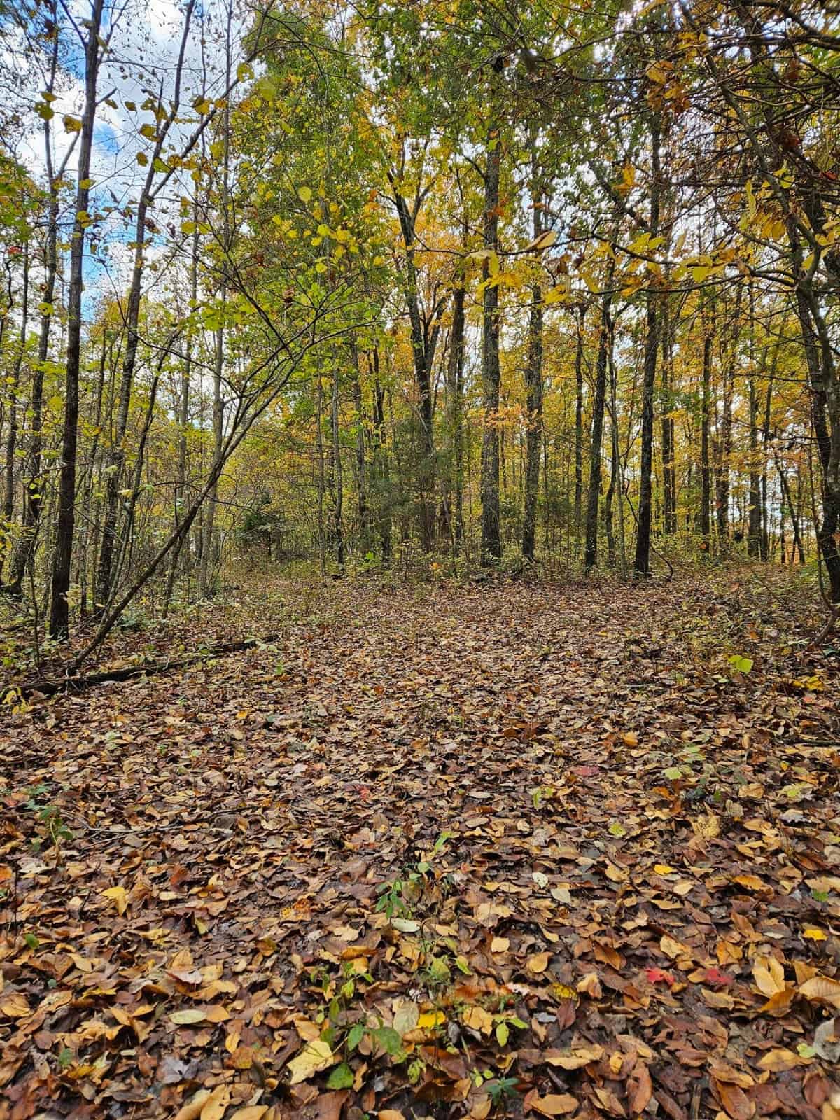 Liberty KY Country Home with Prime White-Tail Deer and Turkey Hunting Land