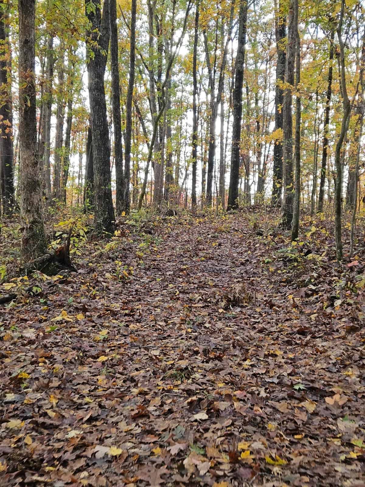 Liberty KY Country Home with Prime White-Tail Deer and Turkey Hunting Land