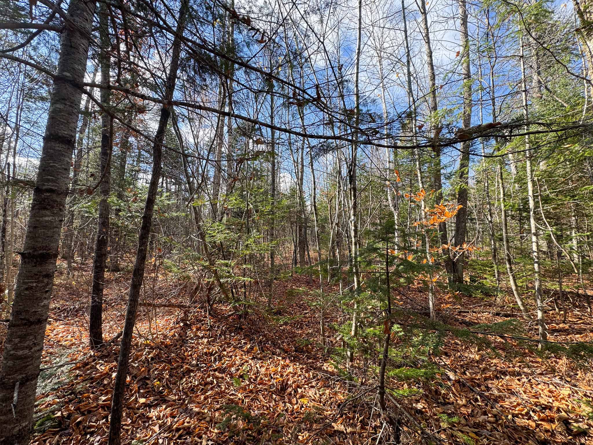 115± Acres Hunting Land with Trout Brook, Power & Paved Road Access