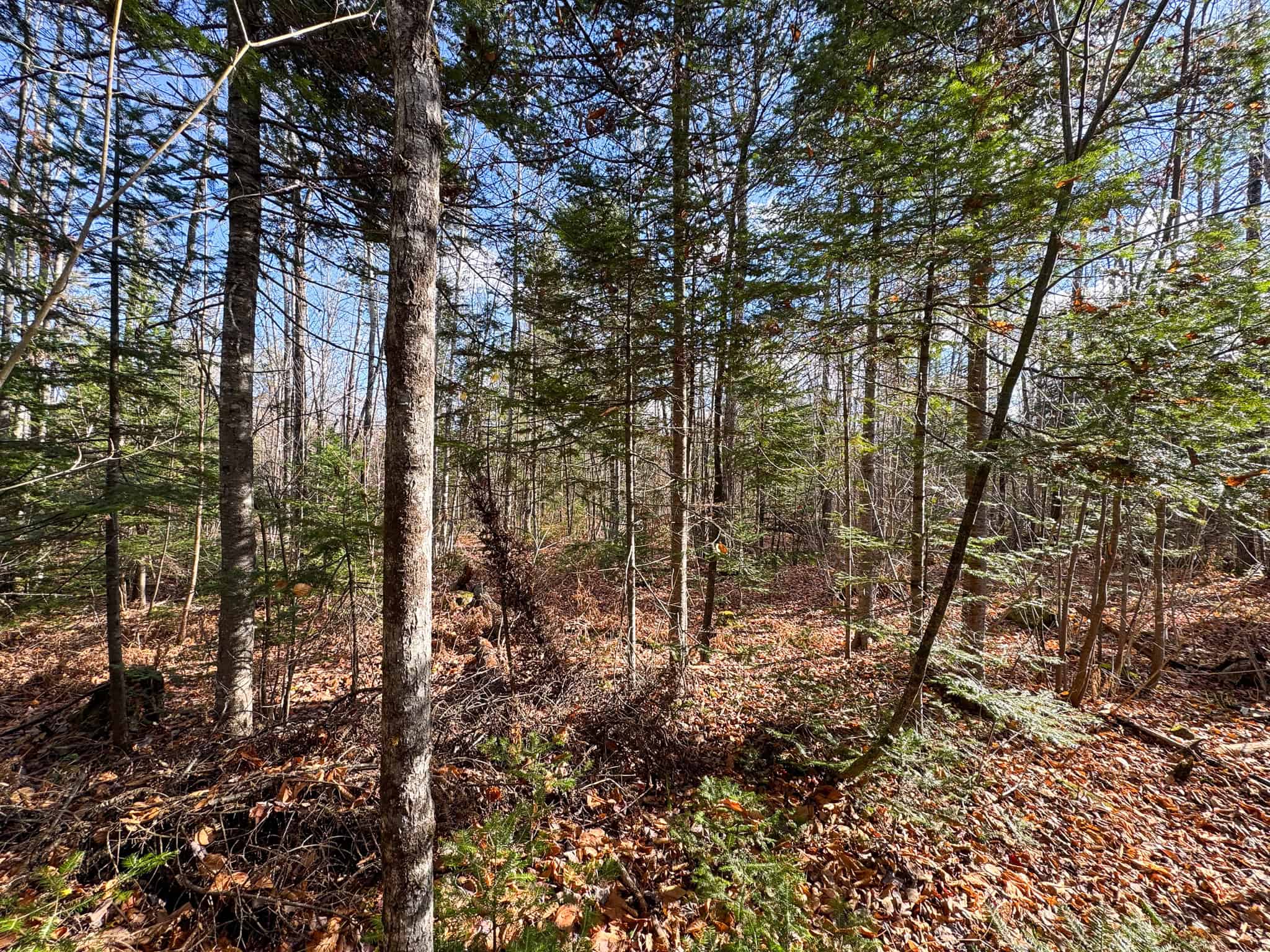 115± Acres Hunting Land with Trout Brook, Power & Paved Road Access