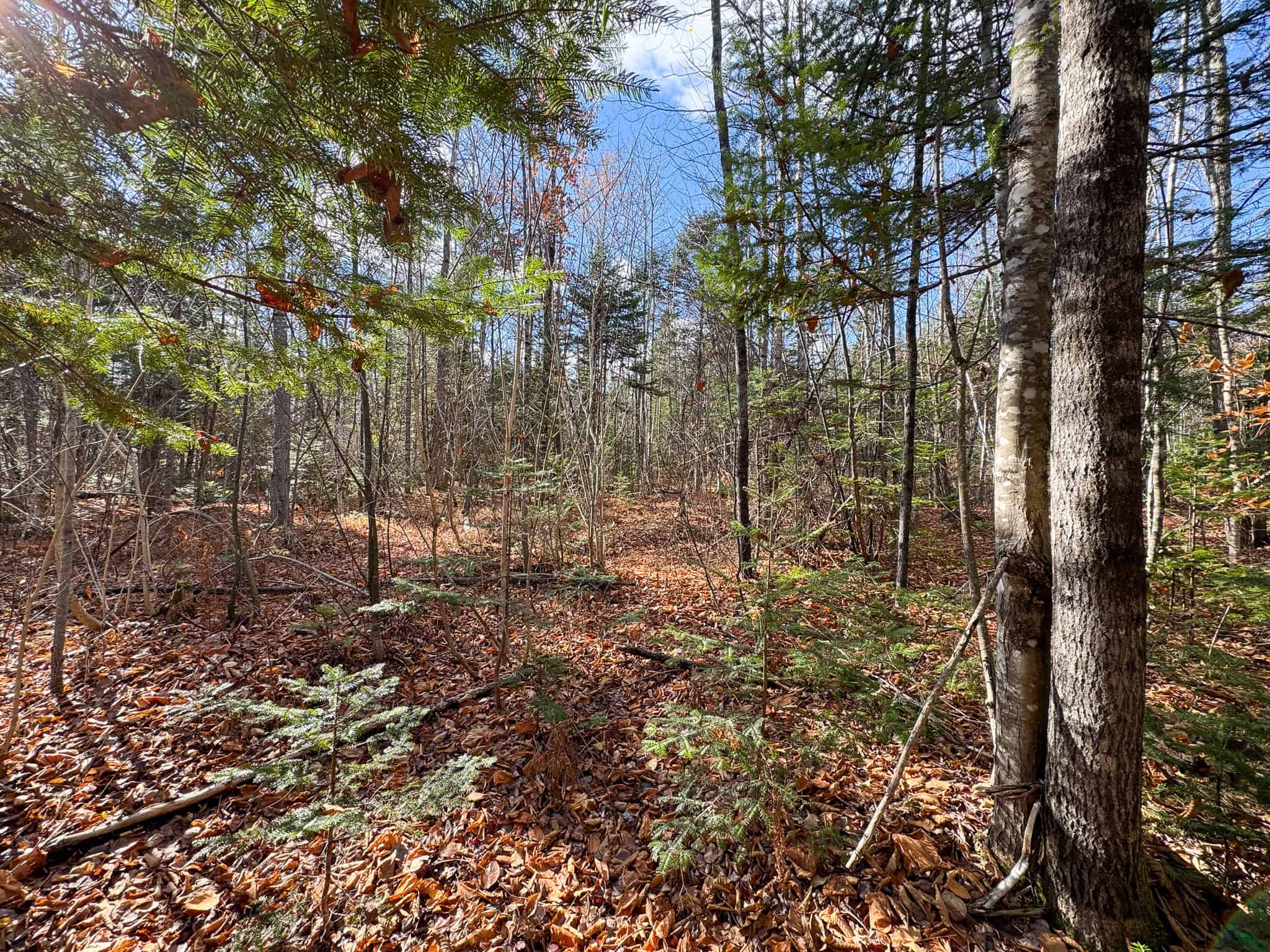 115± Acres Hunting Land with Trout Brook, Power & Paved Road Access