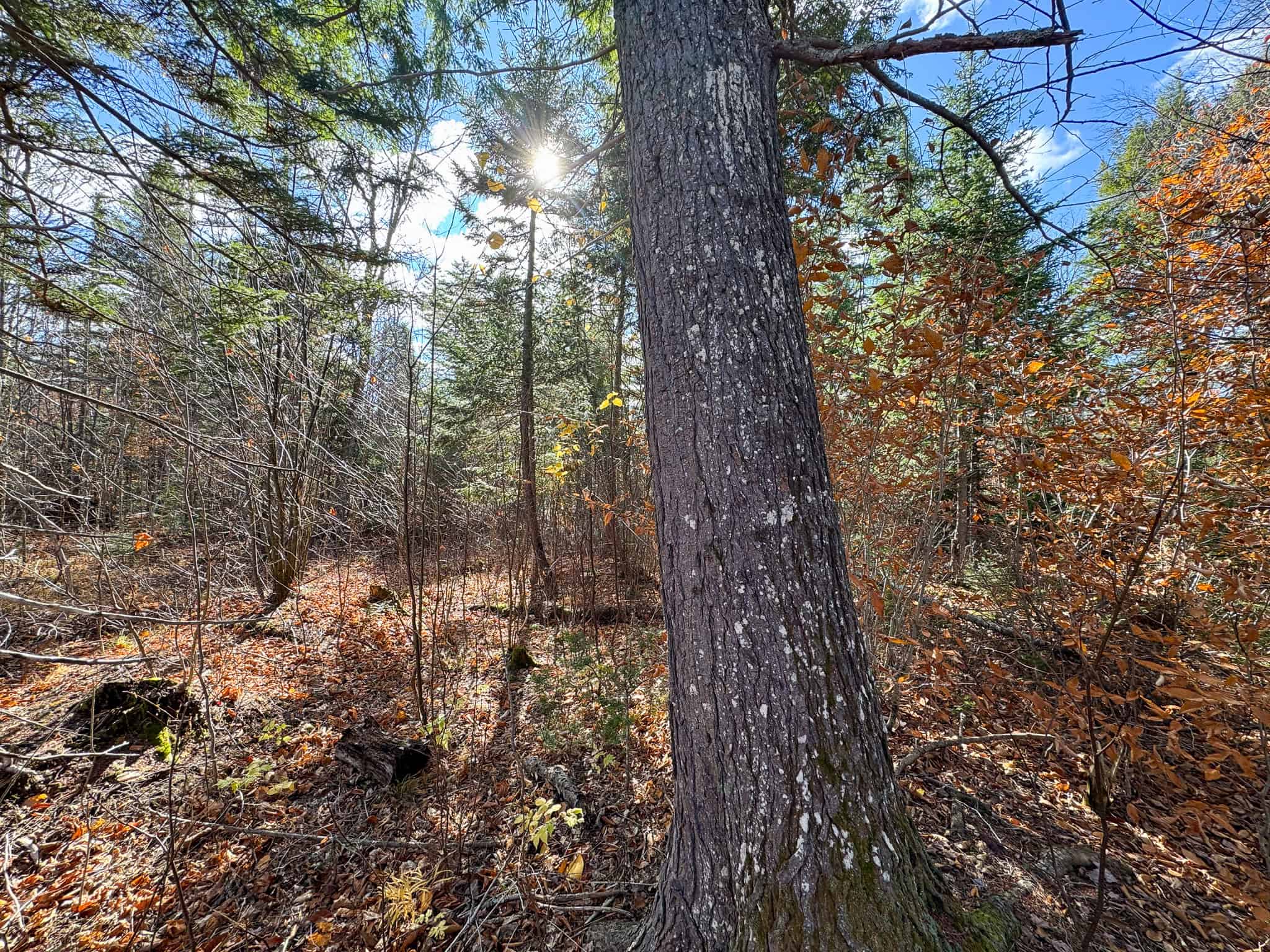 115± Acres Hunting Land with Trout Brook, Power & Paved Road Access