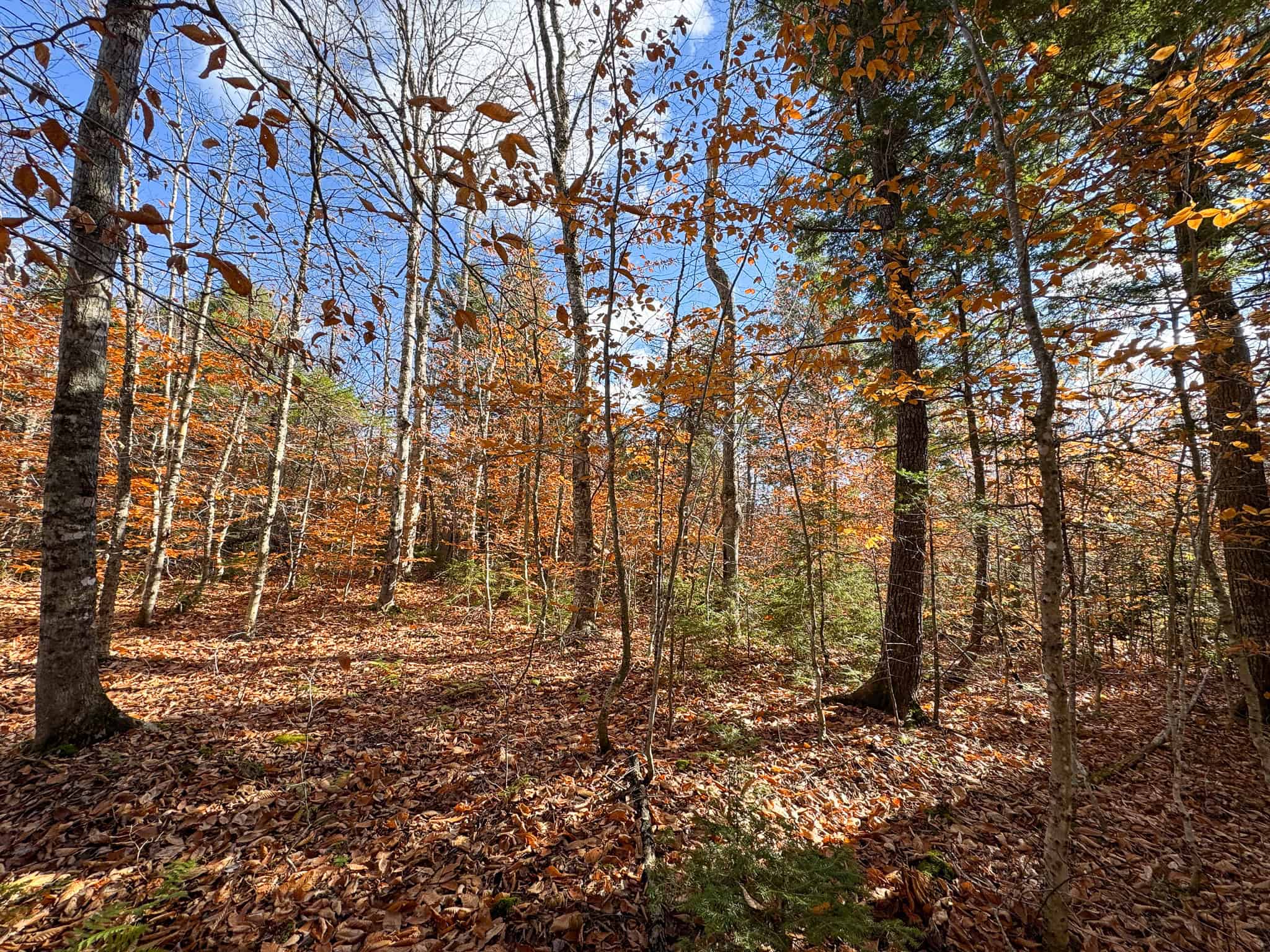 115± Acres Hunting Land with Trout Brook, Power & Paved Road Access