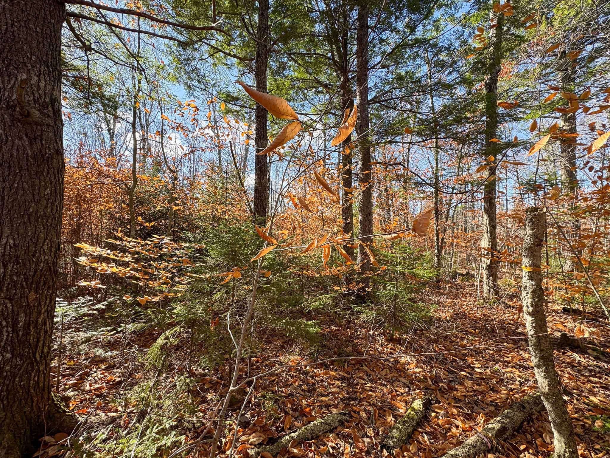 115± Acres Hunting Land with Trout Brook, Power & Paved Road Access