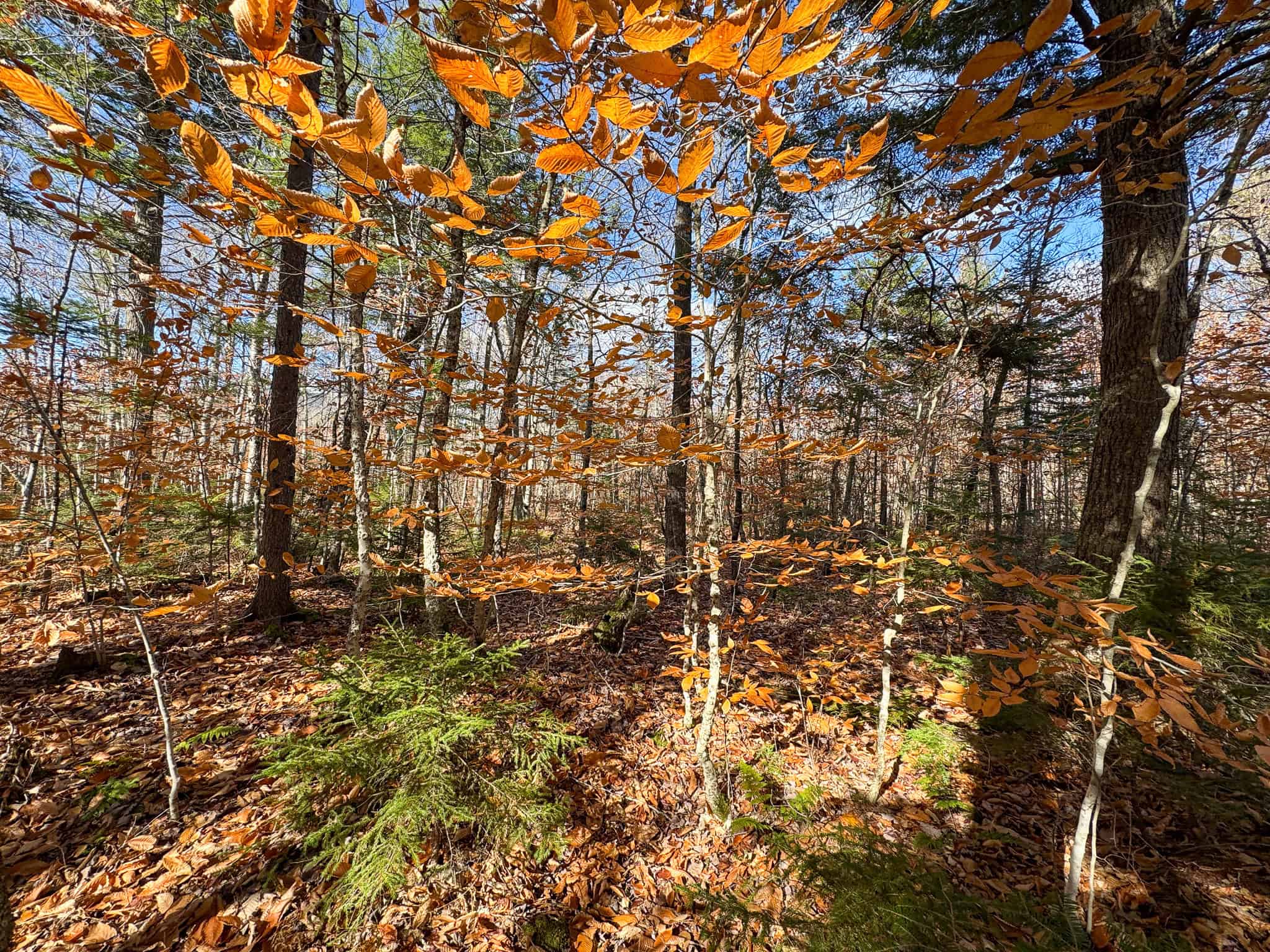 115± Acres Hunting Land with Trout Brook, Power & Paved Road Access
