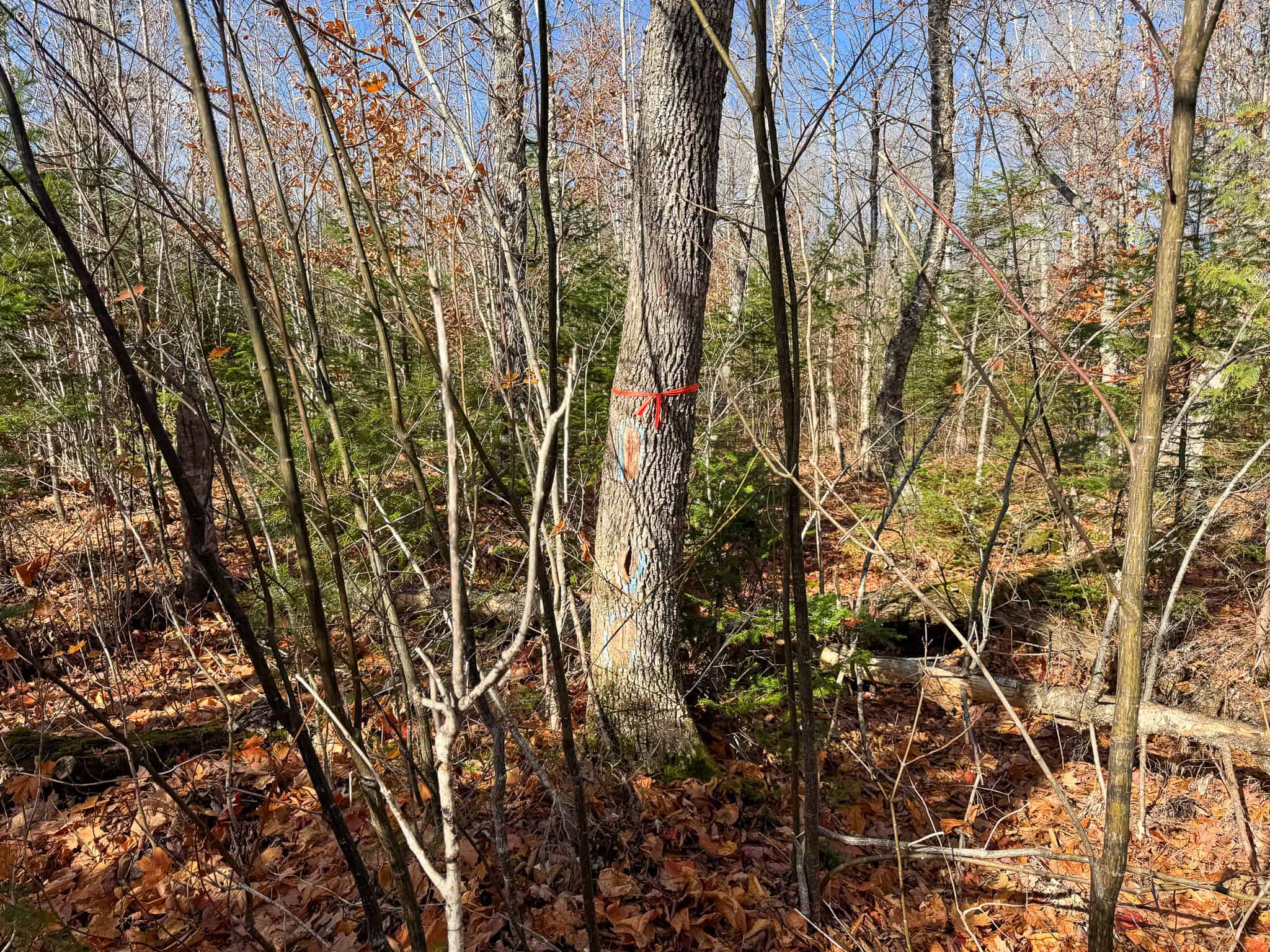 115± Acres Hunting Land with Trout Brook, Power & Paved Road Access