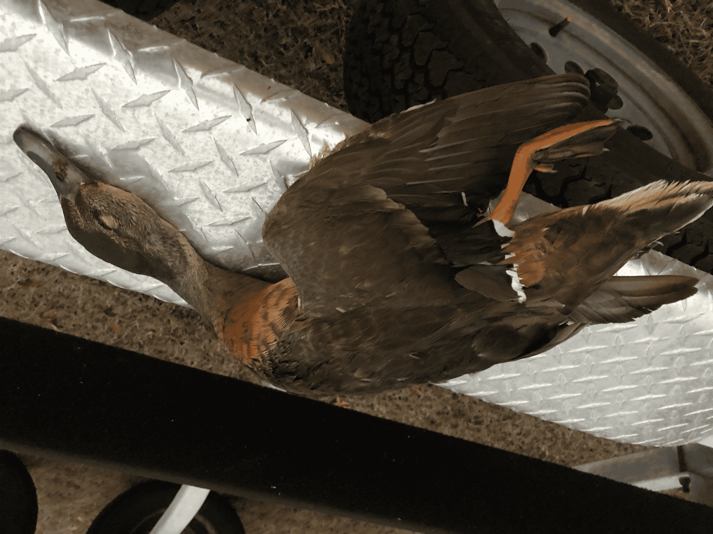 53-Acre Duck Hunting Land on Chocowinity Creek