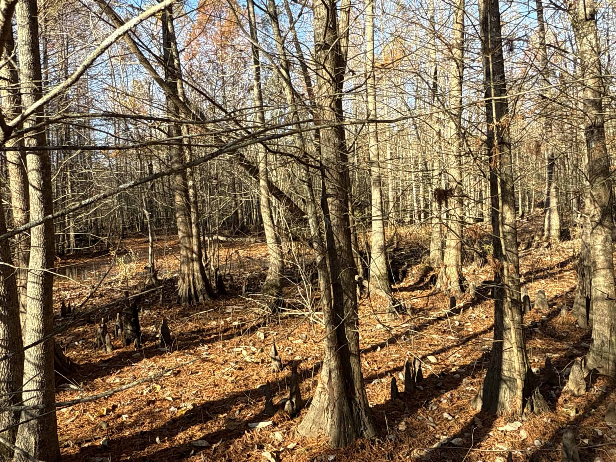 53-Acre Duck Hunting Land on Chocowinity Creek