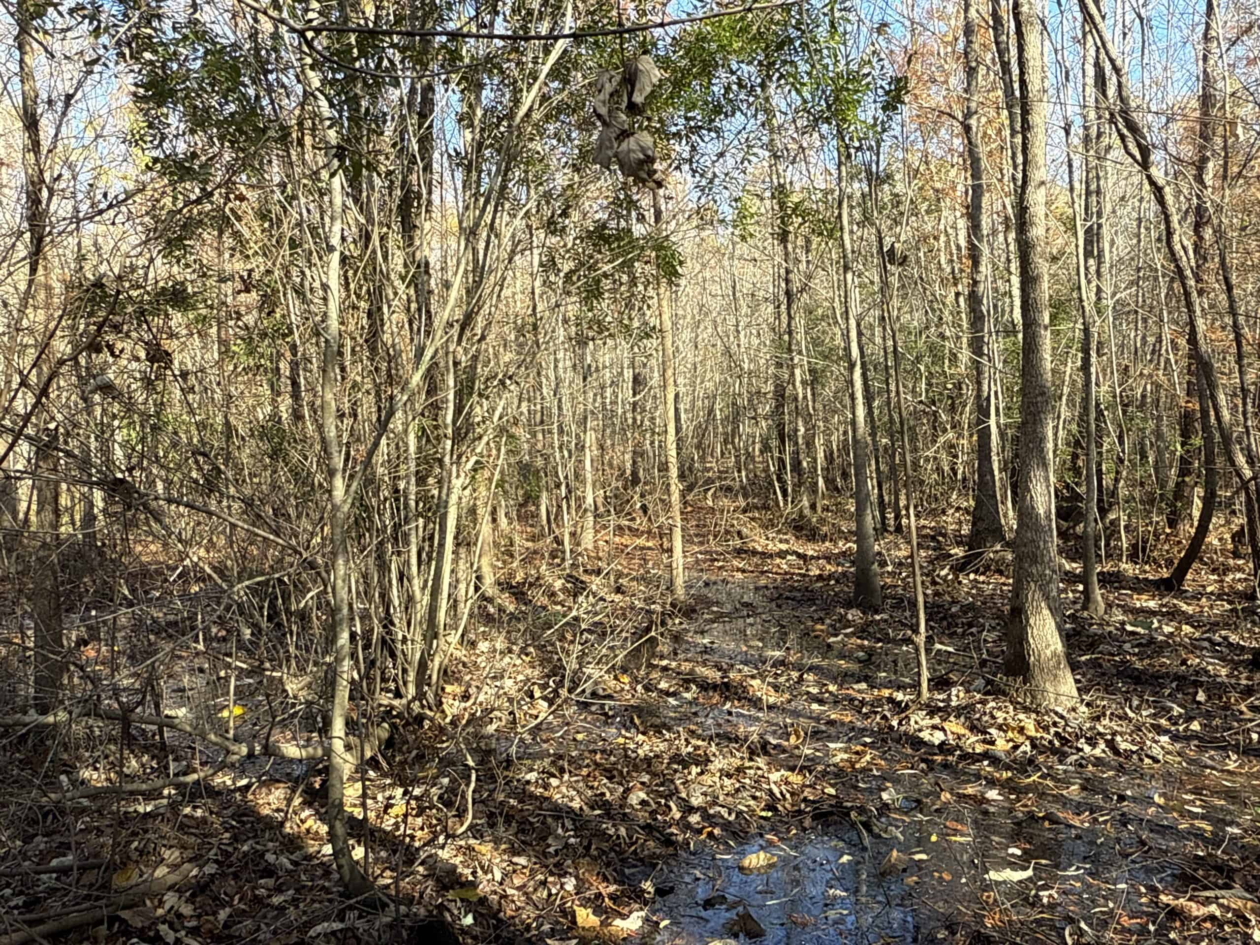 53-Acre Duck Hunting Land on Chocowinity Creek