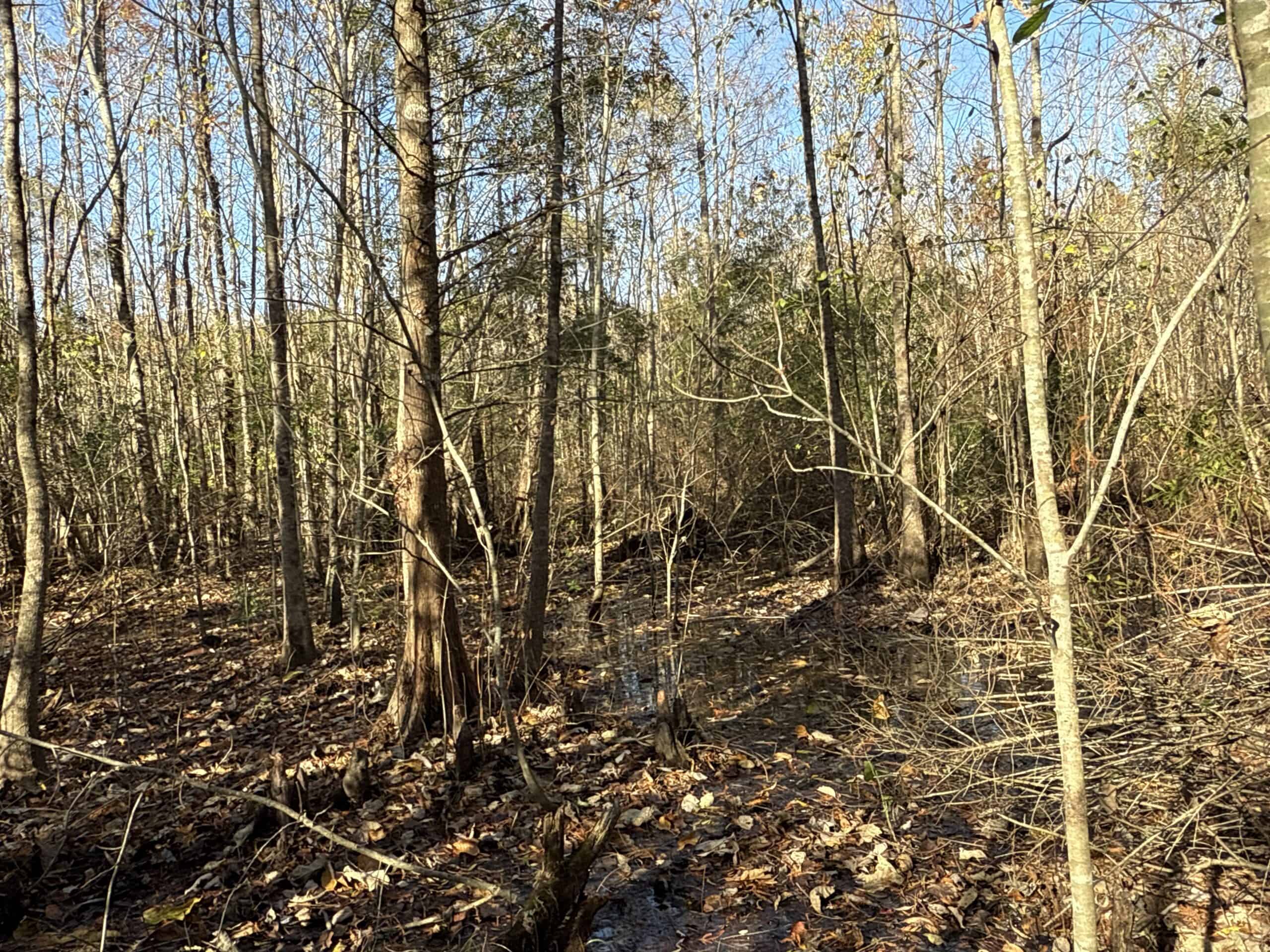 53-Acre Duck Hunting Land on Chocowinity Creek