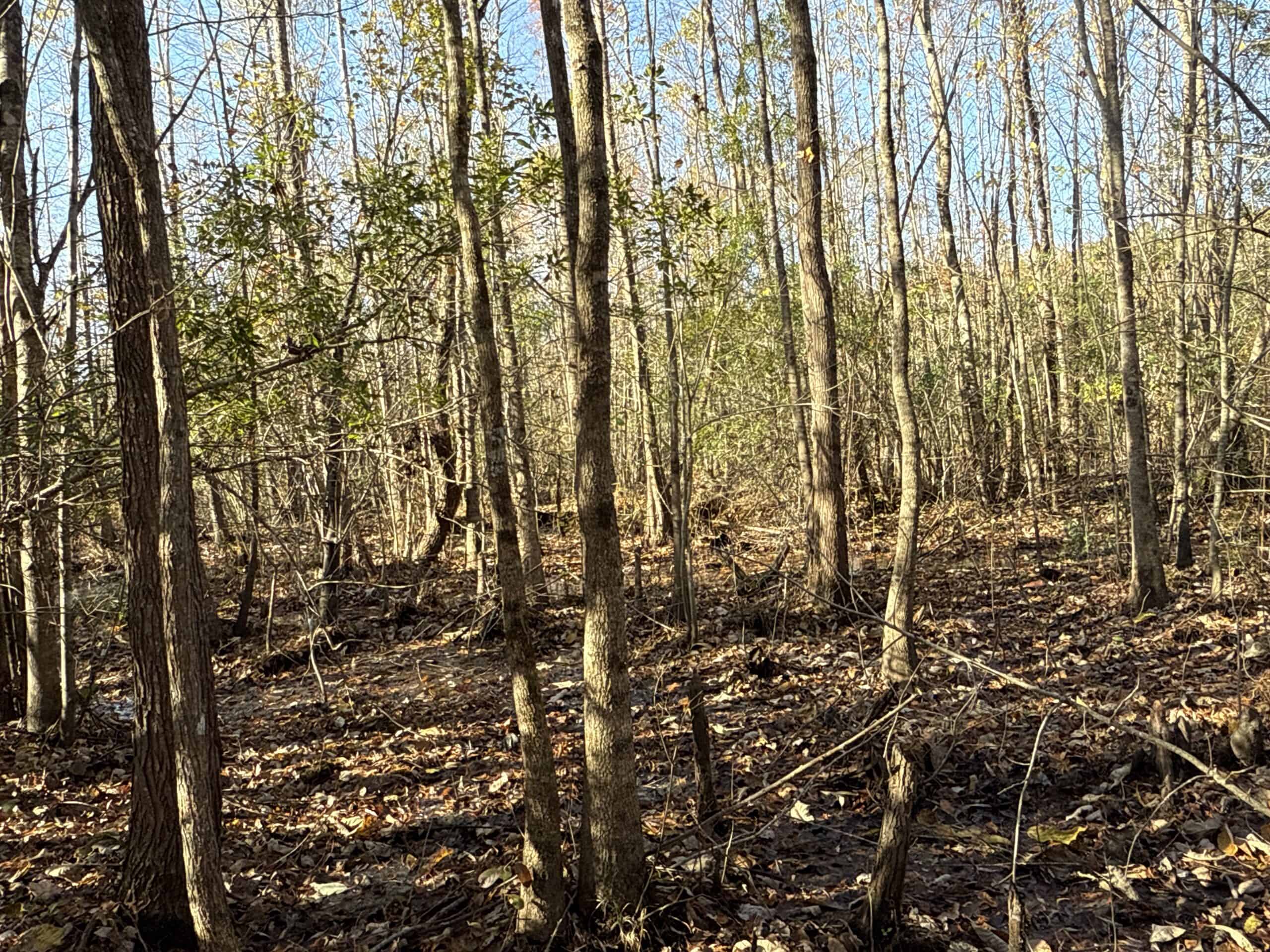 53-Acre Duck Hunting Land on Chocowinity Creek