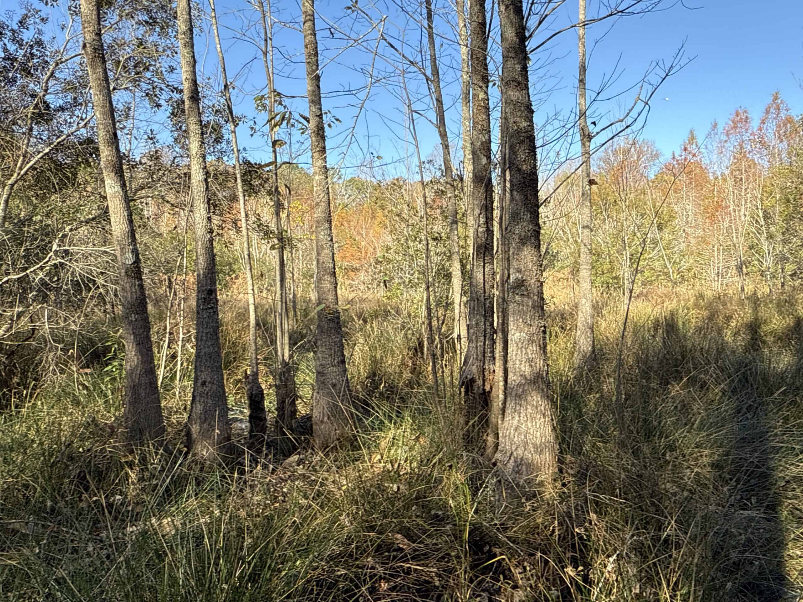 53-Acre Duck Hunting Land on Chocowinity Creek