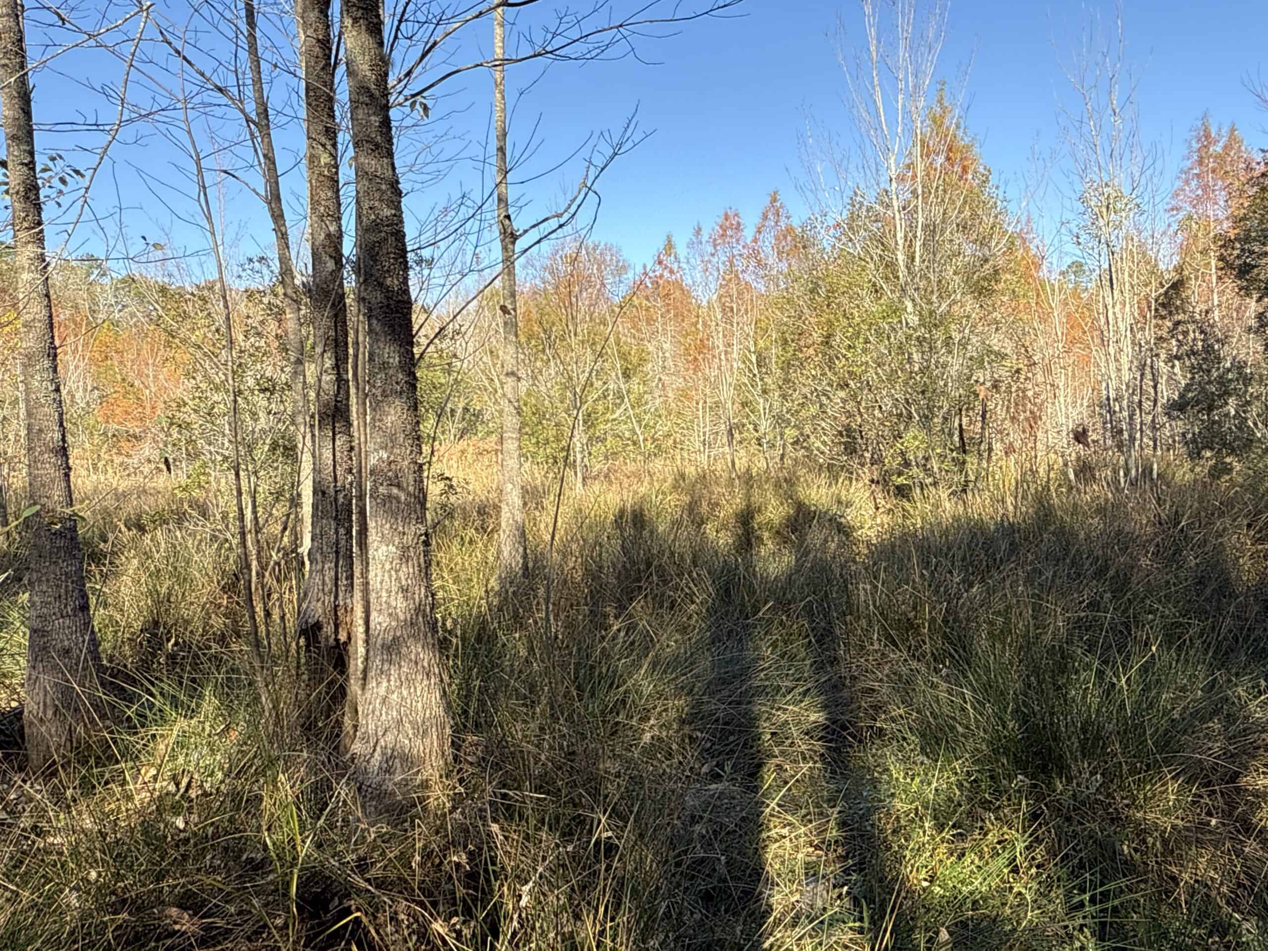 53-Acre Duck Hunting Land on Chocowinity Creek