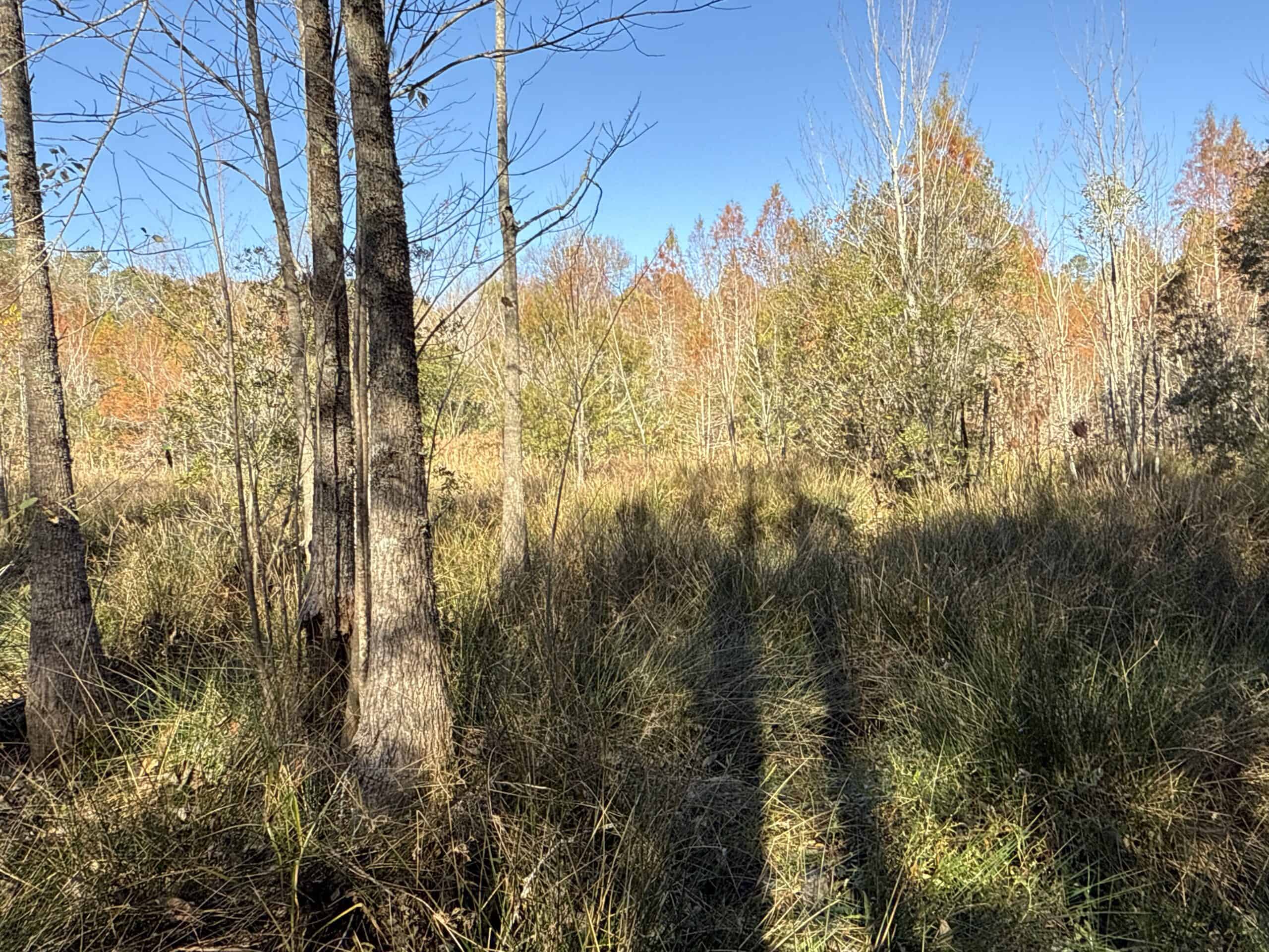 53-Acre Duck Hunting Land on Chocowinity Creek