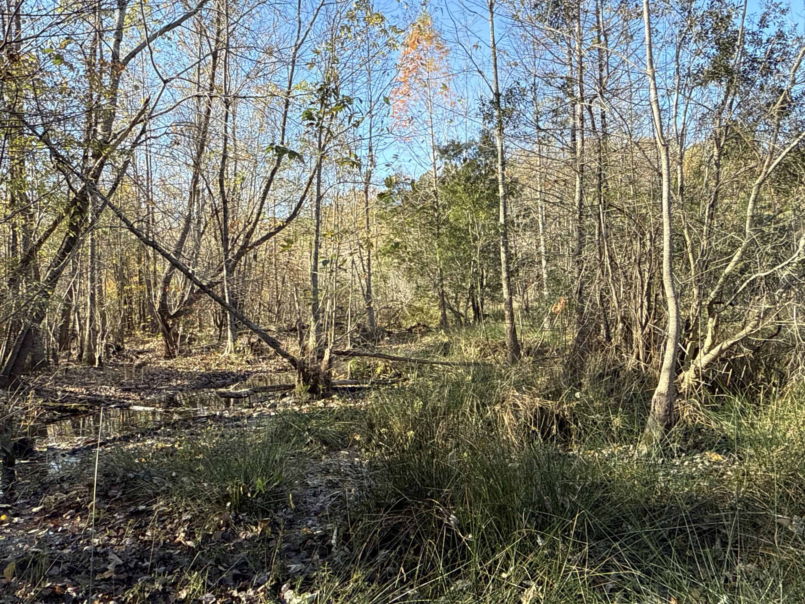 53-Acre Duck Hunting Land on Chocowinity Creek