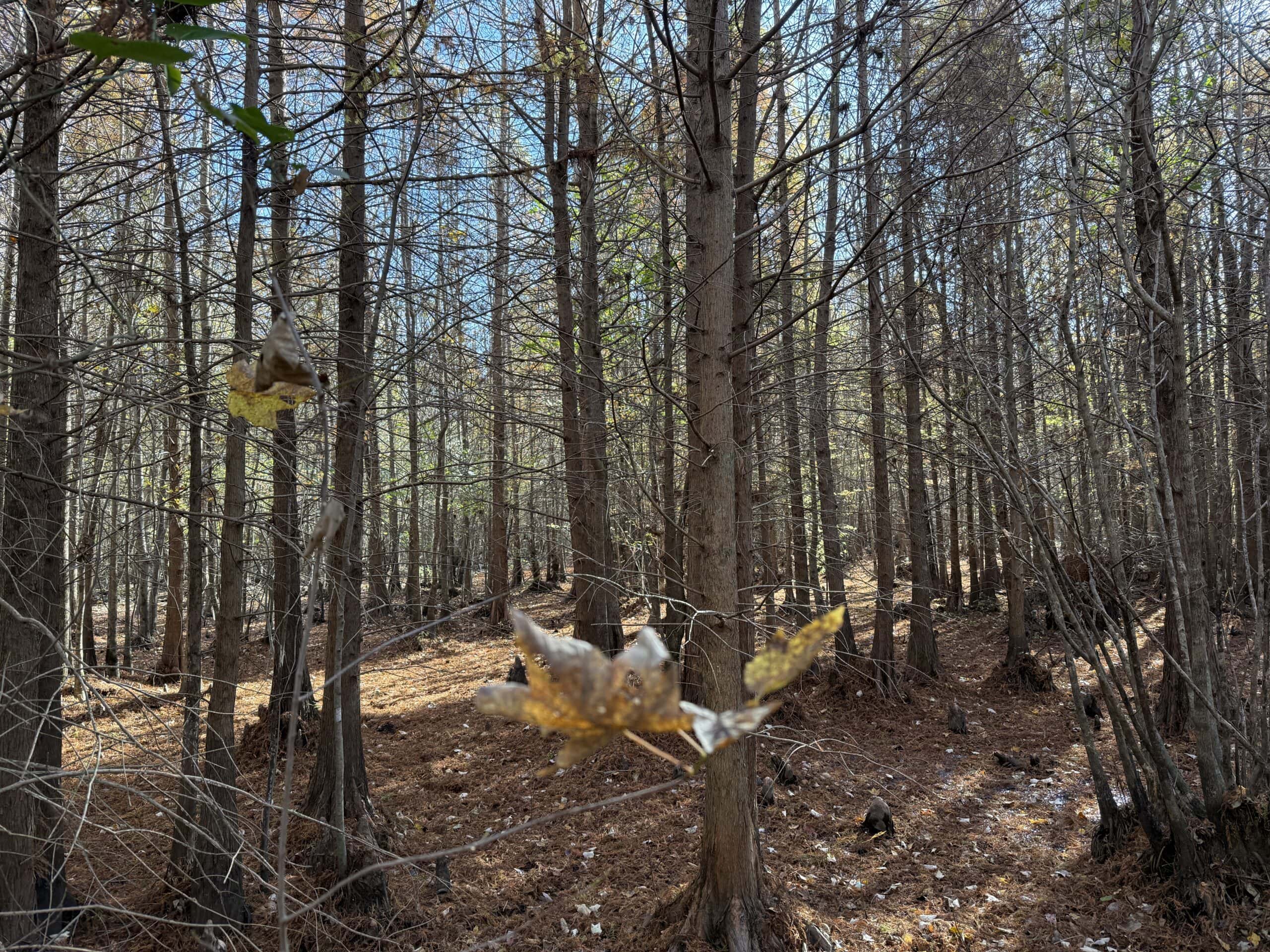 53-Acre Duck Hunting Land on Chocowinity Creek