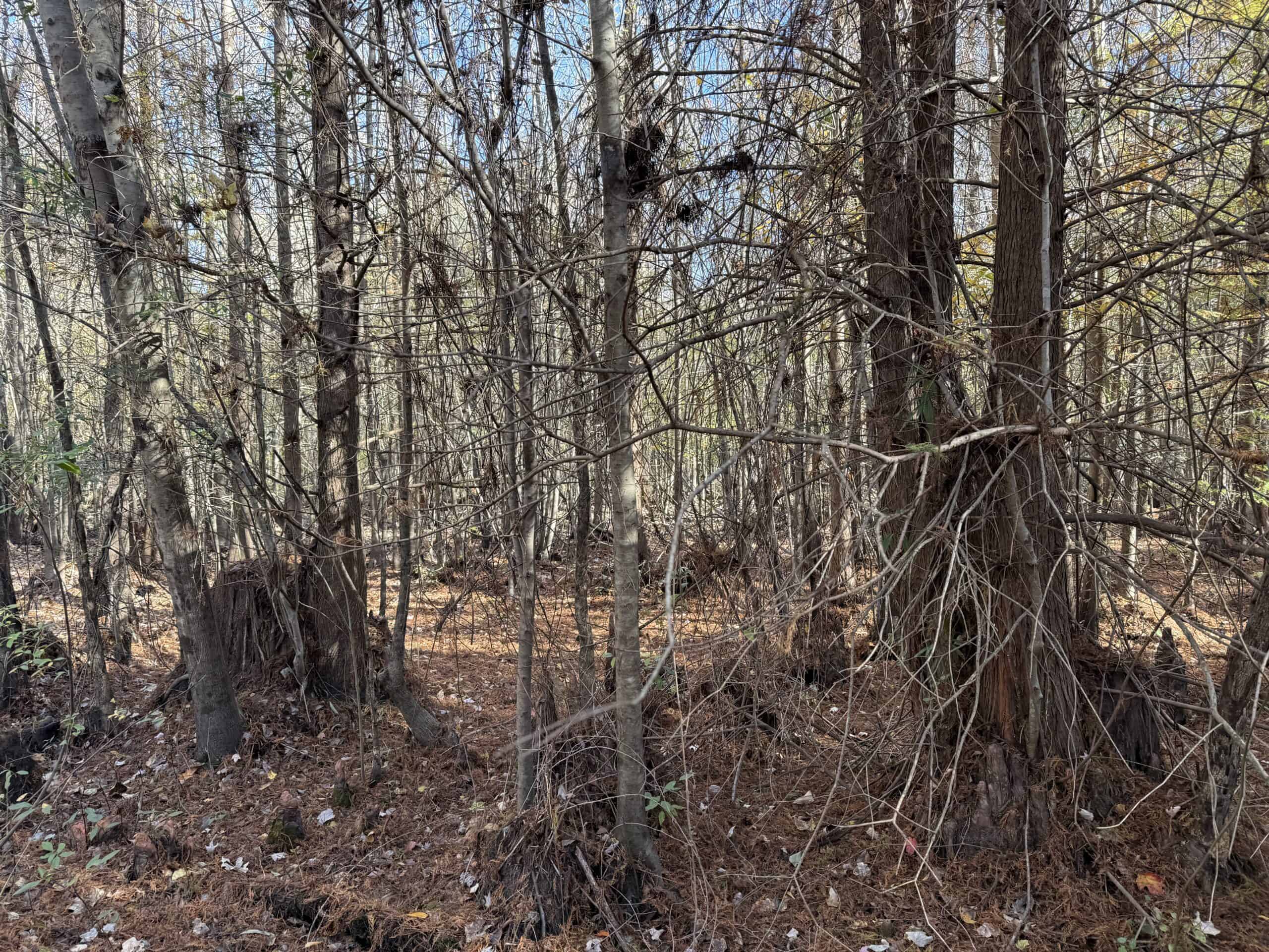 53-Acre Duck Hunting Land on Chocowinity Creek