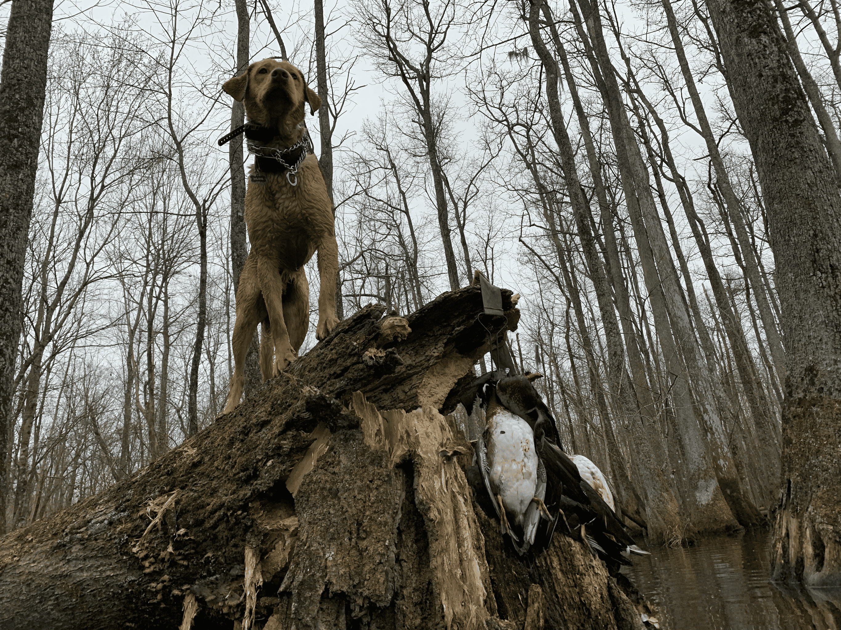 53-Acre Duck Hunting Land on Chocowinity Creek