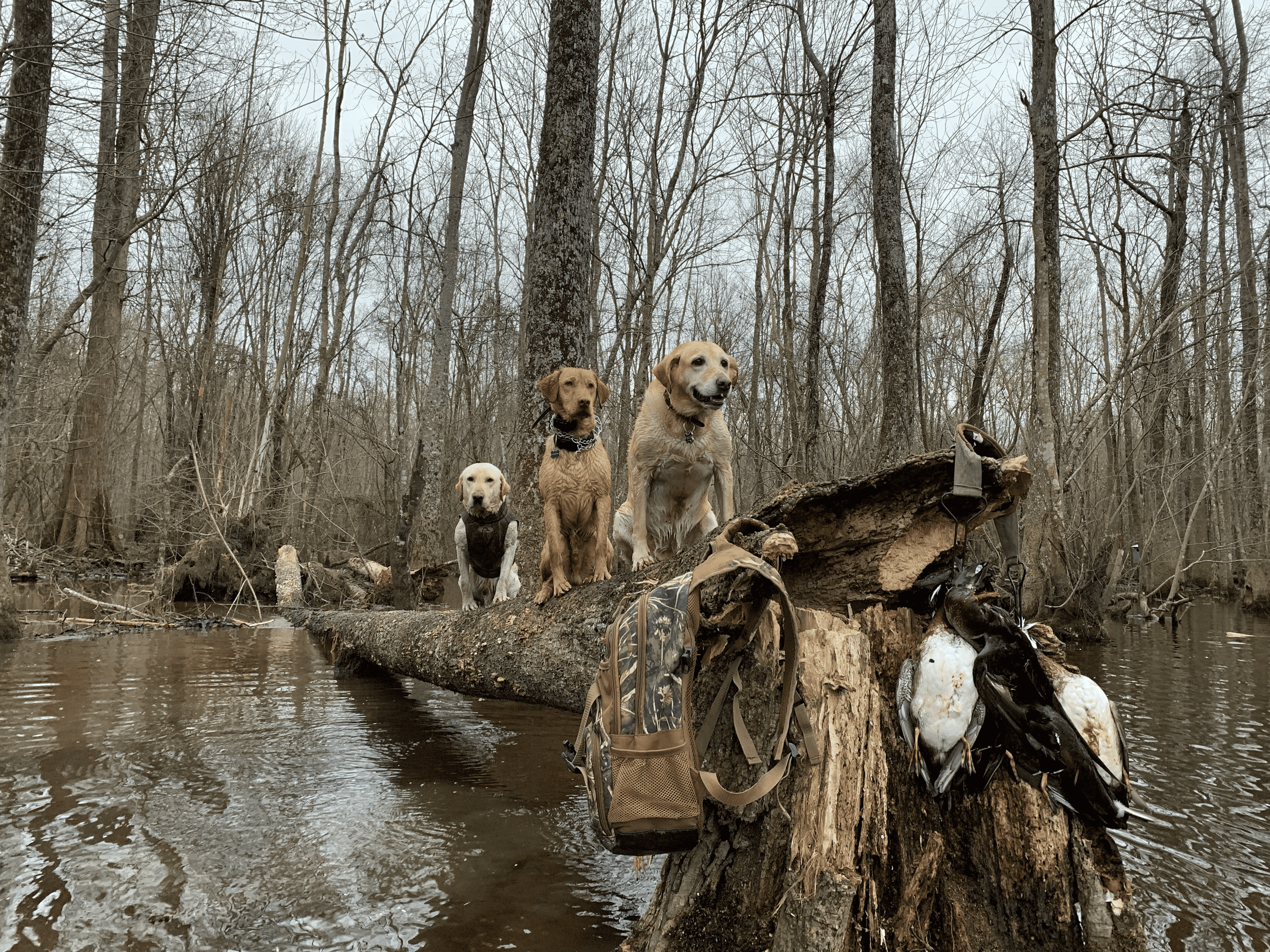 53-Acre Duck Hunting Land on Chocowinity Creek