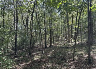 East Texas Recreational Land For Sale