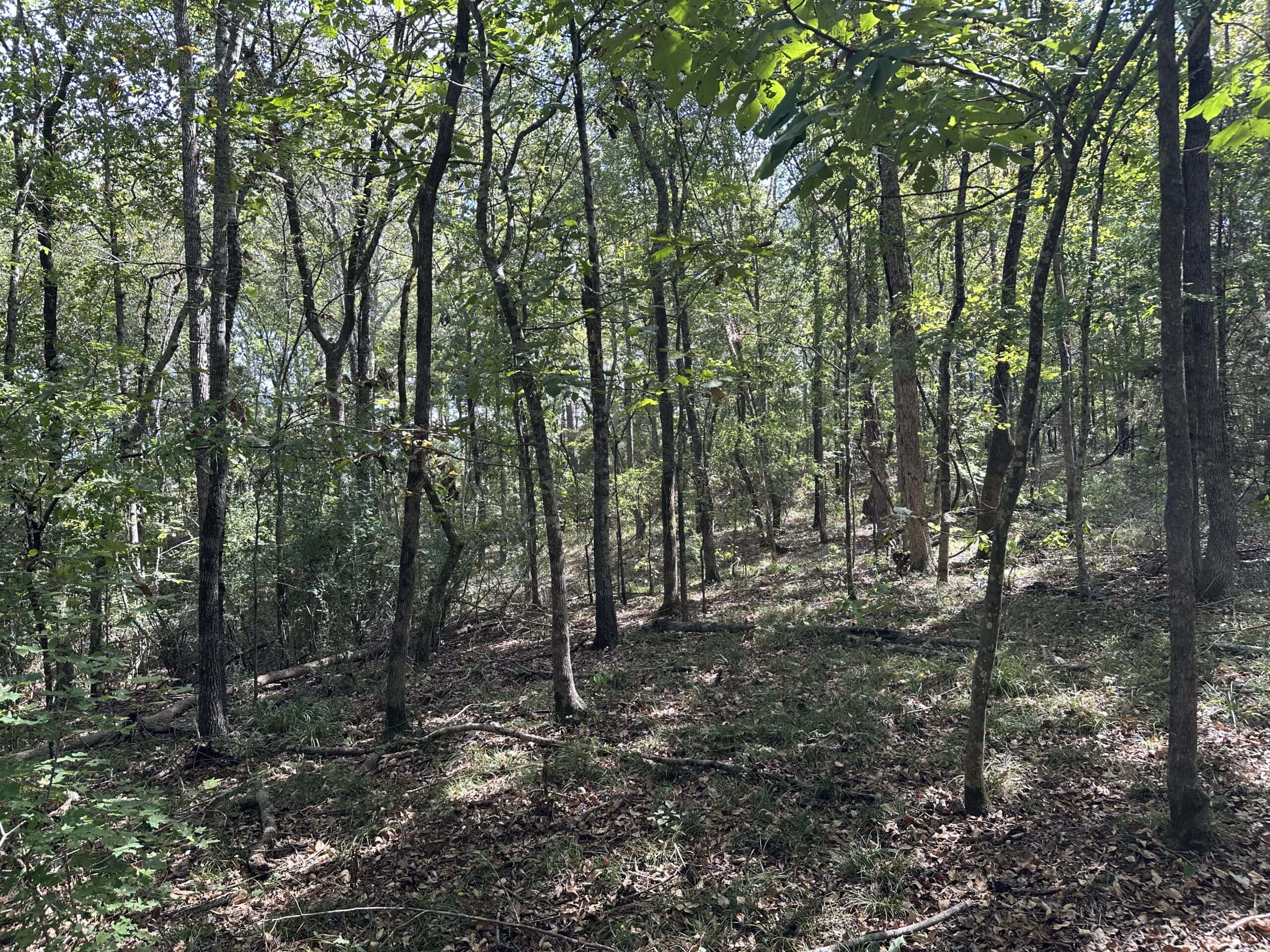 East Texas Recreational Land For Sale