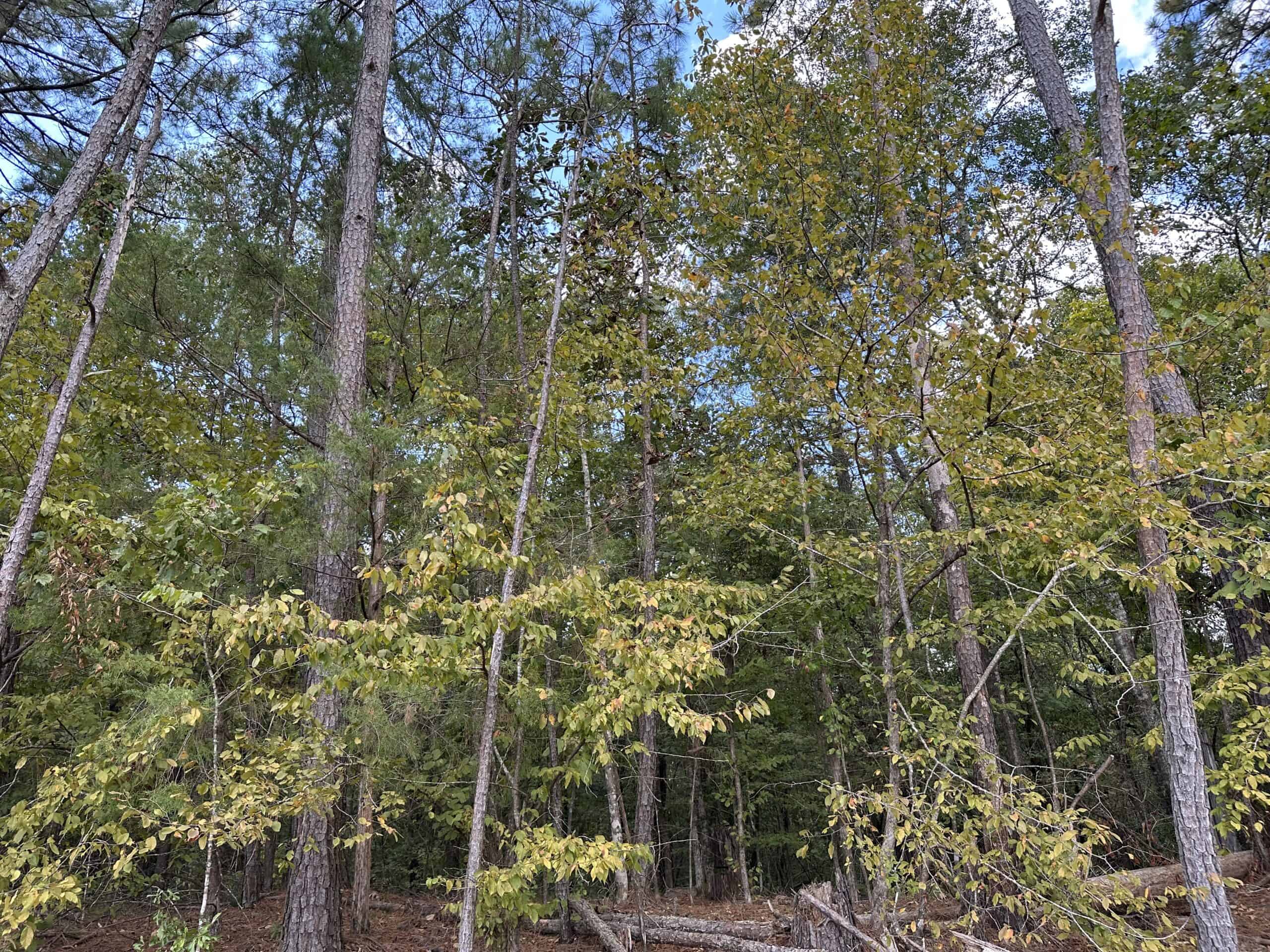 East Texas Recreational Land For Sale