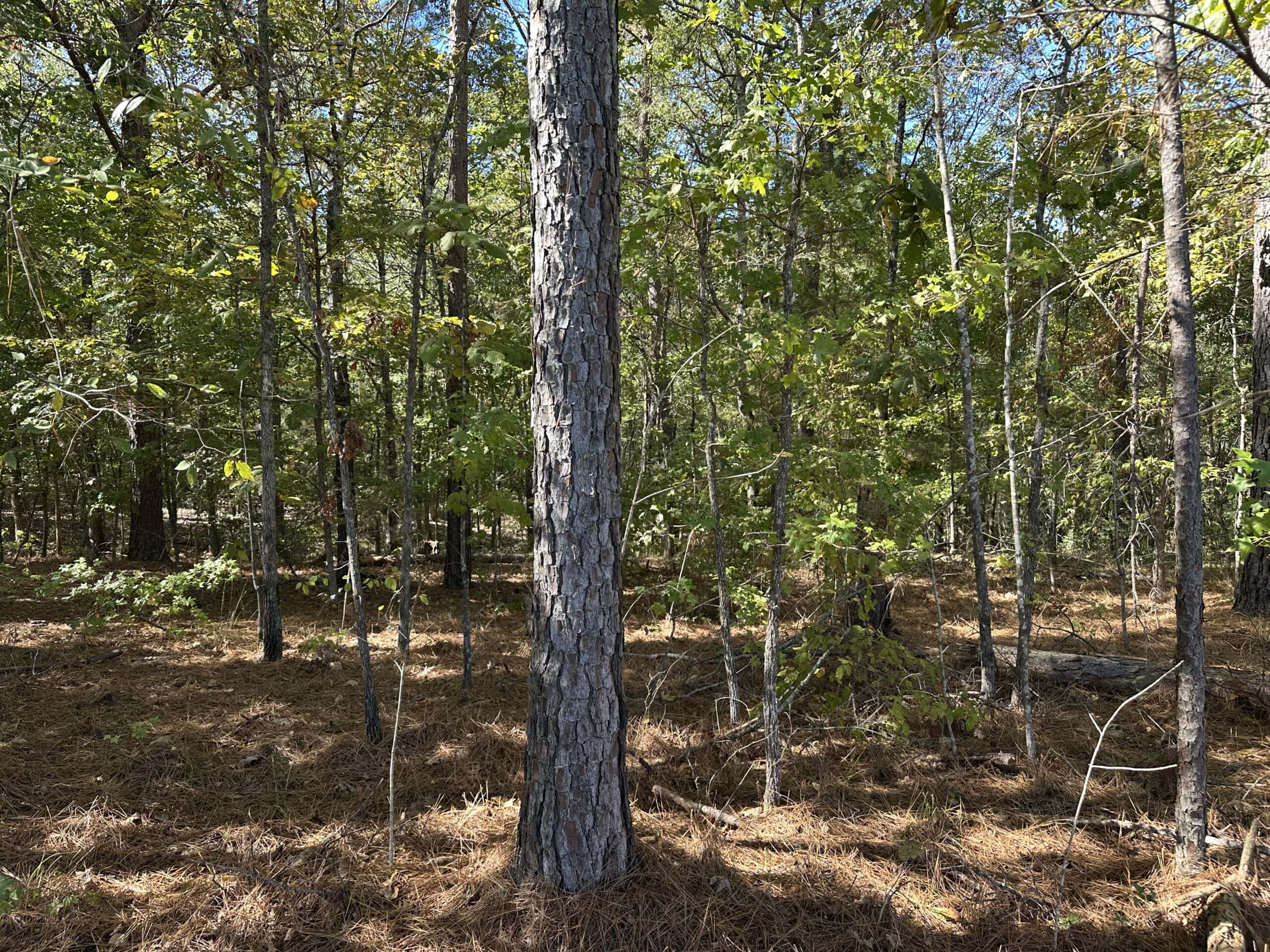 East Texas Recreational Land For Sale