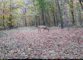 HUNTING AND RECREATIONAL LAND FOR SALE IN ARKANSAS