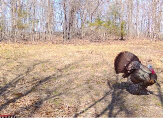 HUNTING AND RECREATIONAL LAND FOR SALE IN ARKANSAS