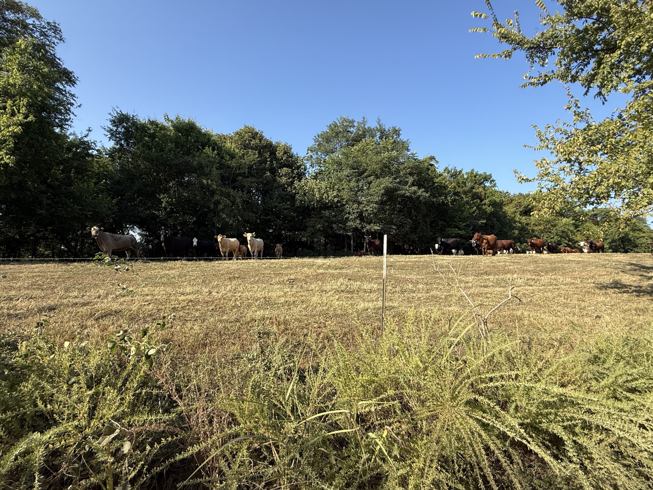 HUNTING FOREST LAND FOR SALE IN OZARK MOUNTAINS OF ARKANSAS