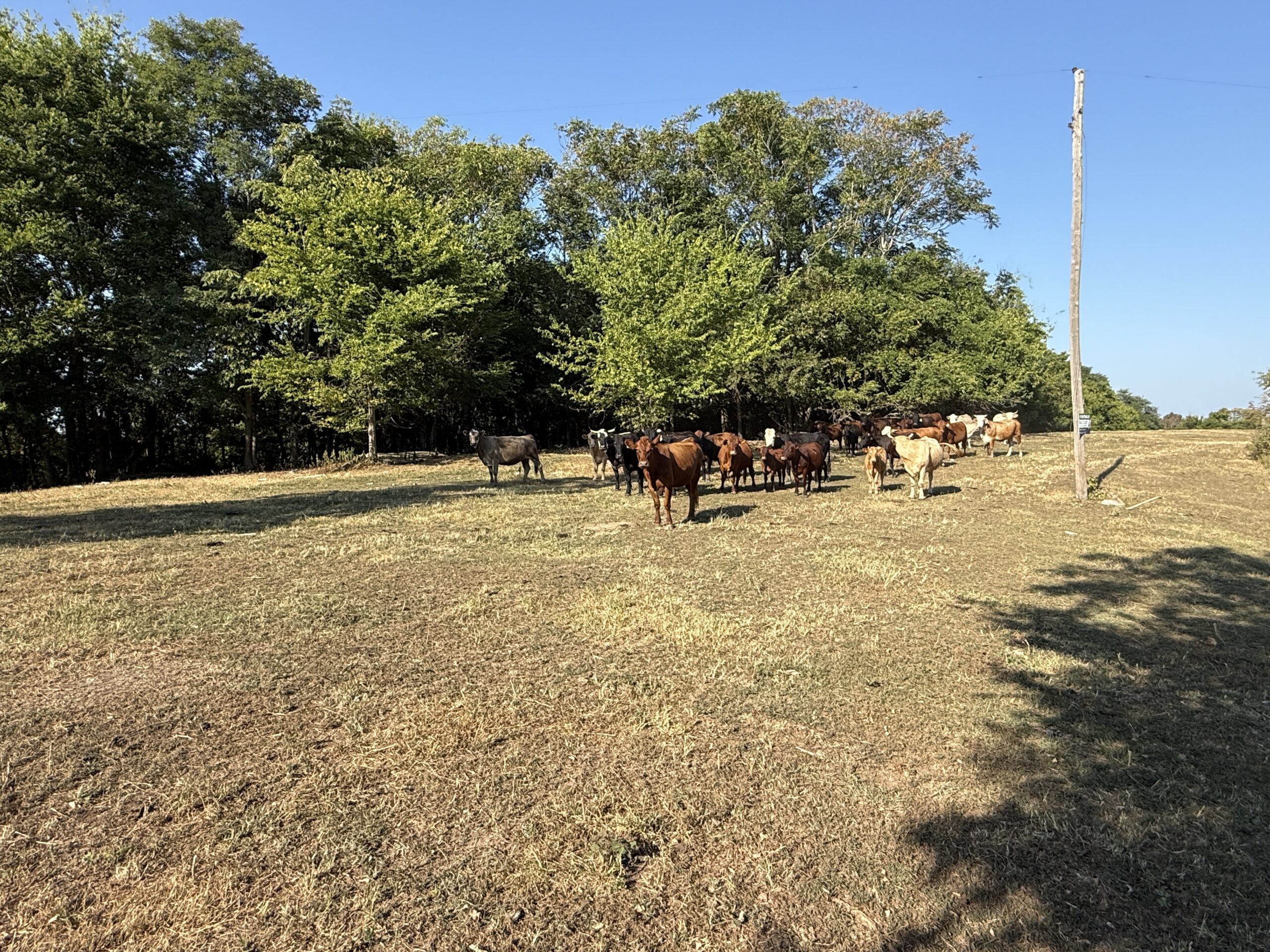 HUNTING FOREST LAND FOR SALE IN OZARK MOUNTAINS OF ARKANSAS