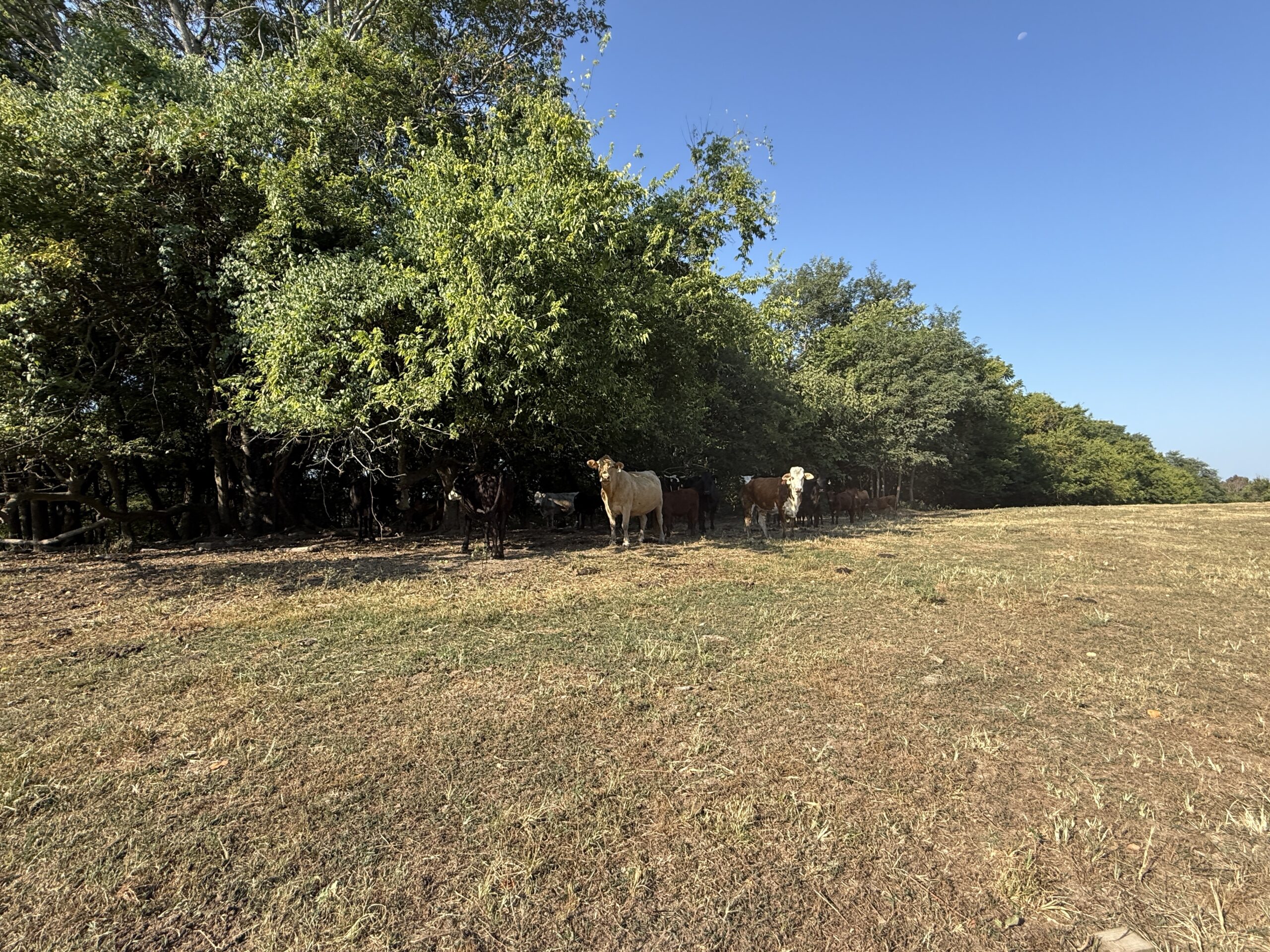 HUNTING FOREST LAND FOR SALE IN OZARK MOUNTAINS OF ARKANSAS