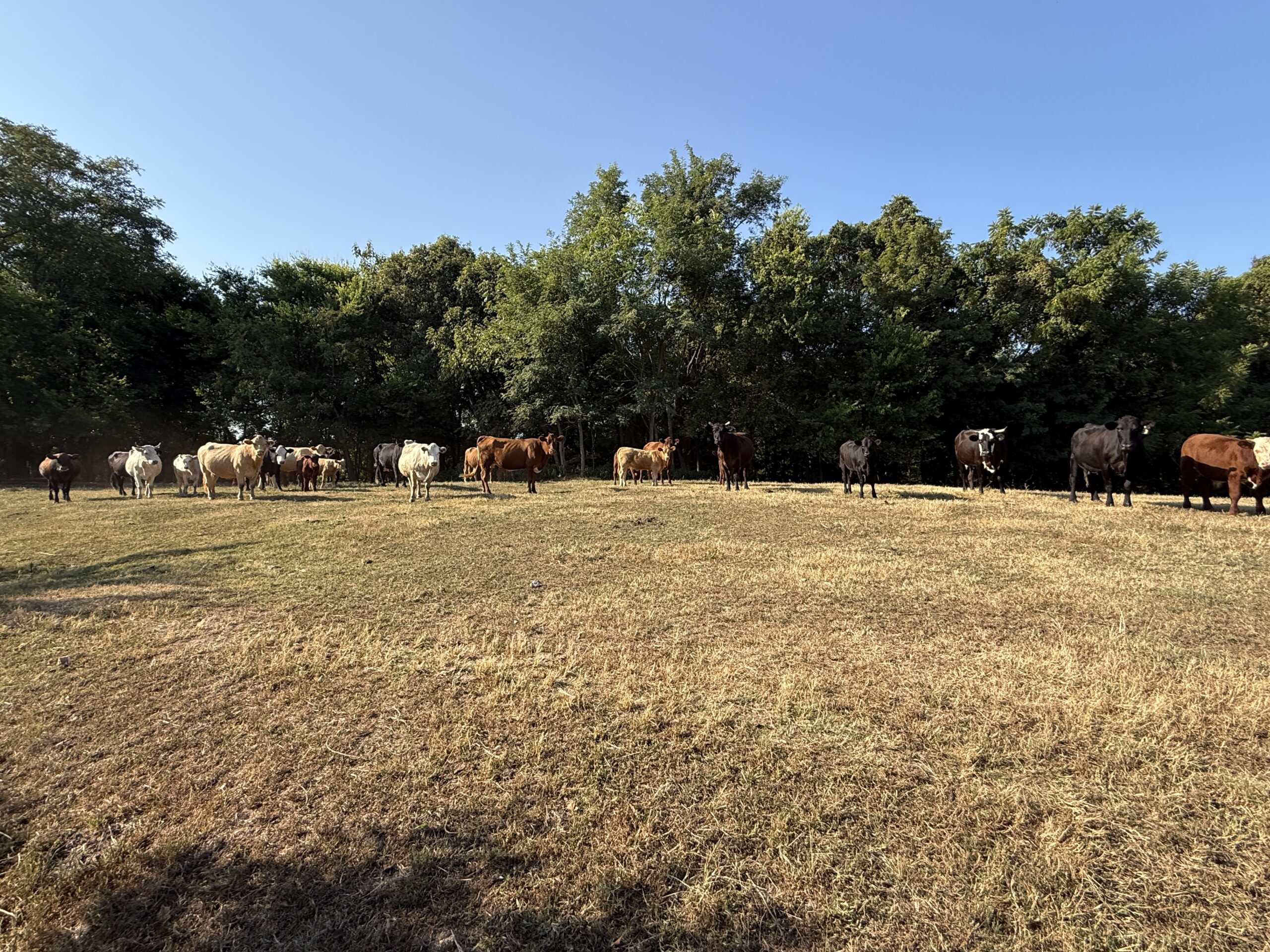 HUNTING FOREST LAND FOR SALE IN OZARK MOUNTAINS OF ARKANSAS